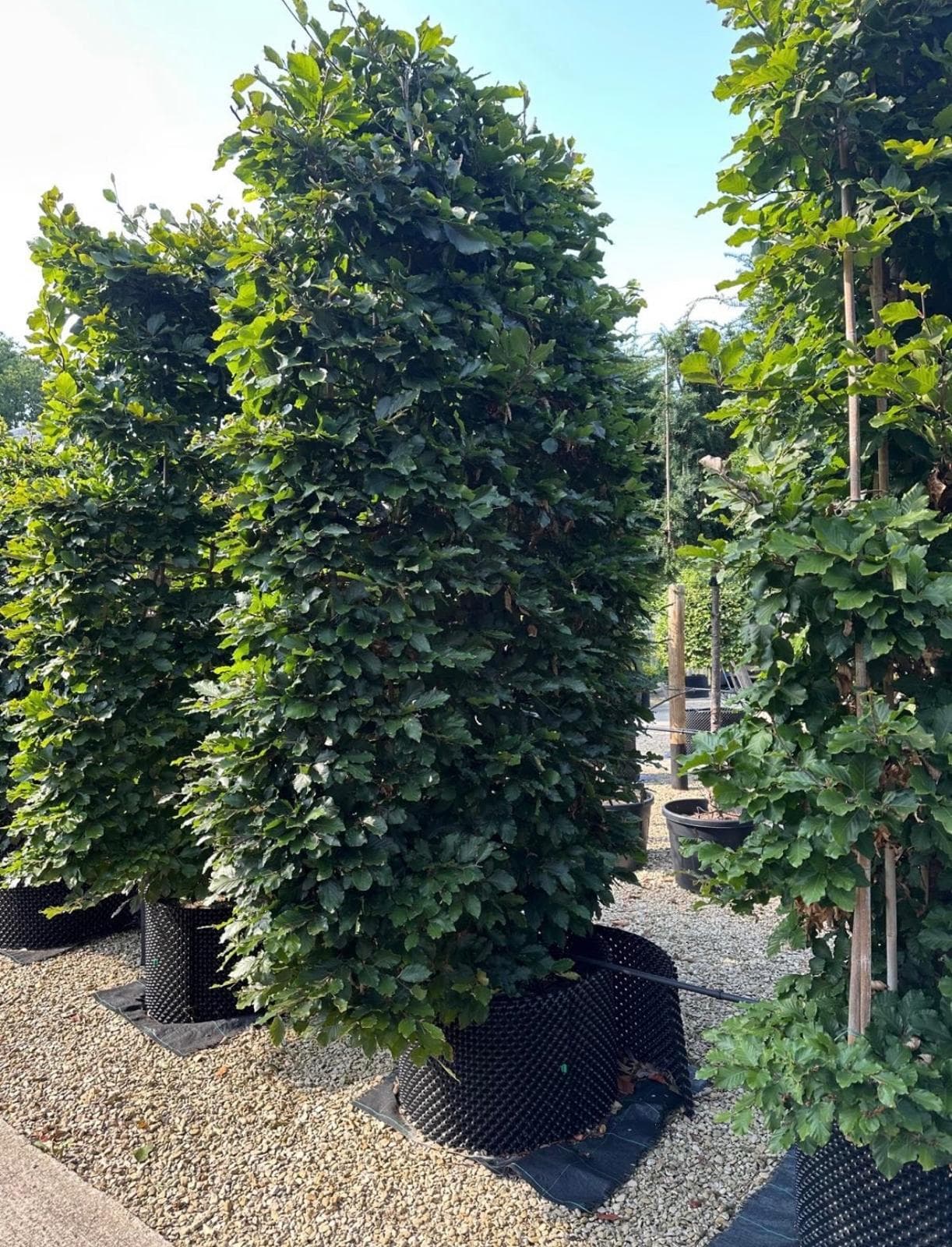 Pleached Hornbeam - Image 3