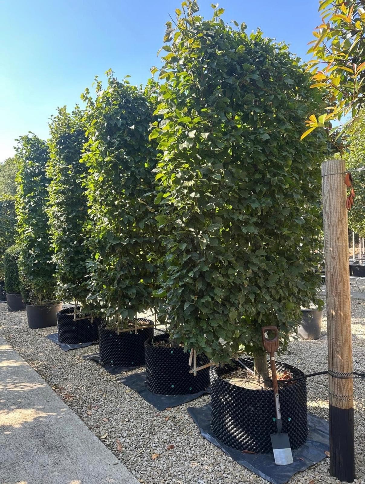 Pleached Hornbeam - Image 5