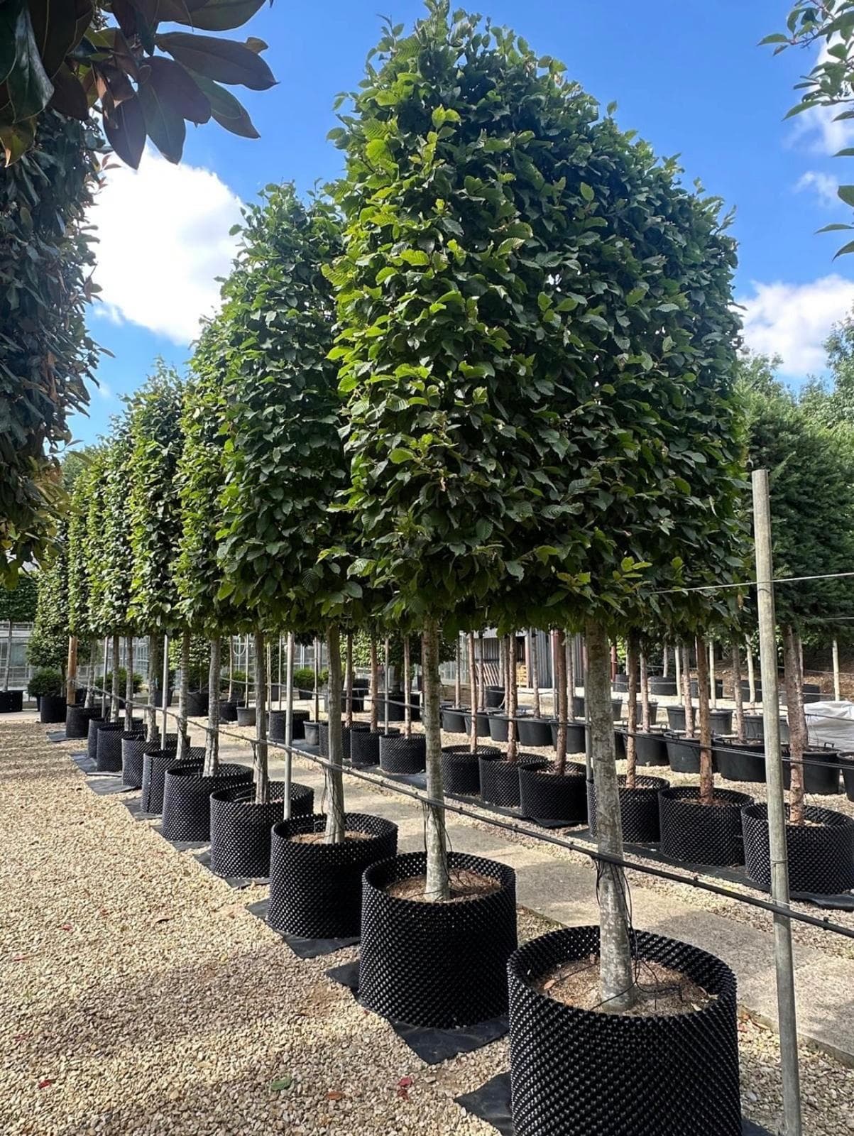 Pleached Hornbeam - Image 7
