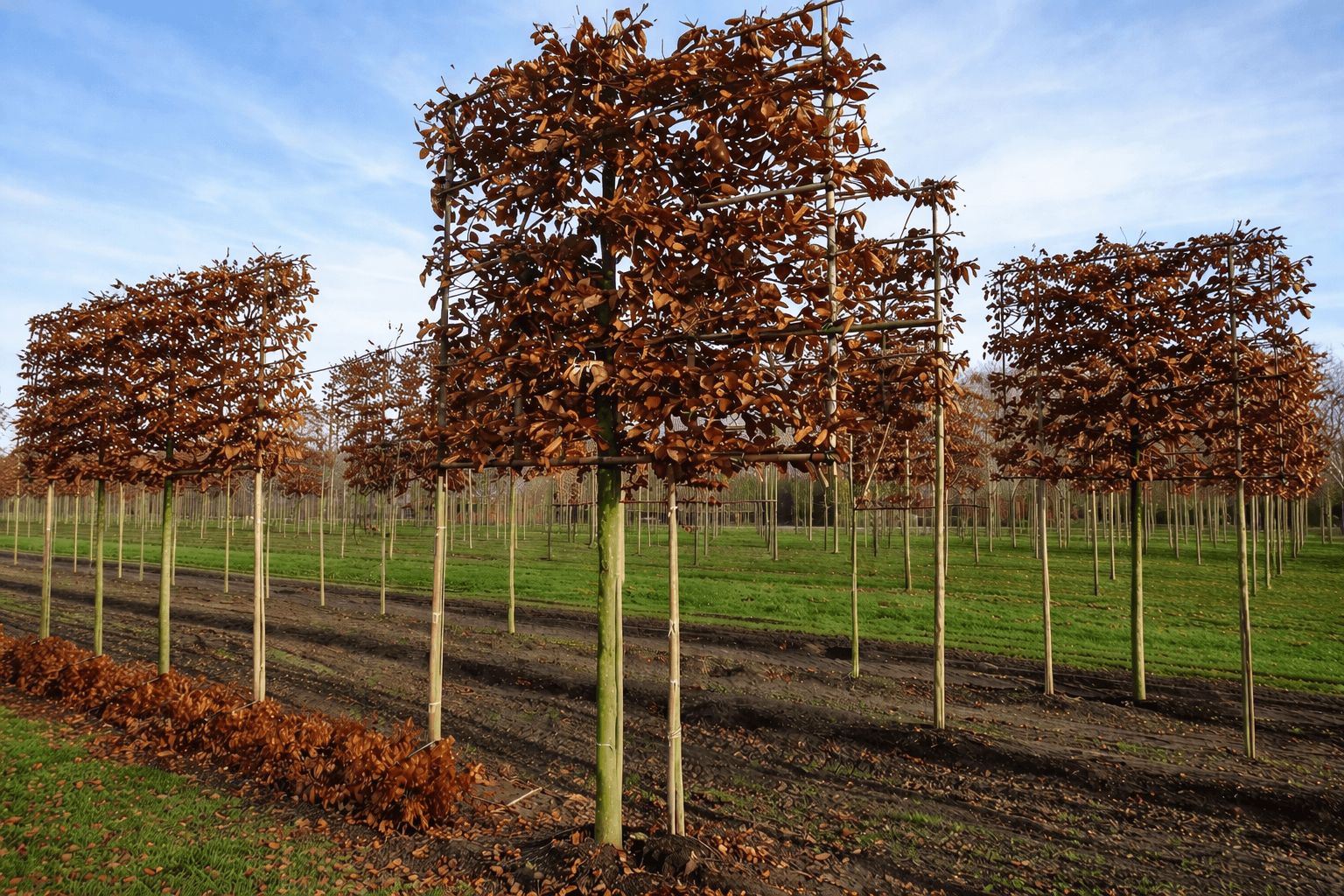 Pleached Beech