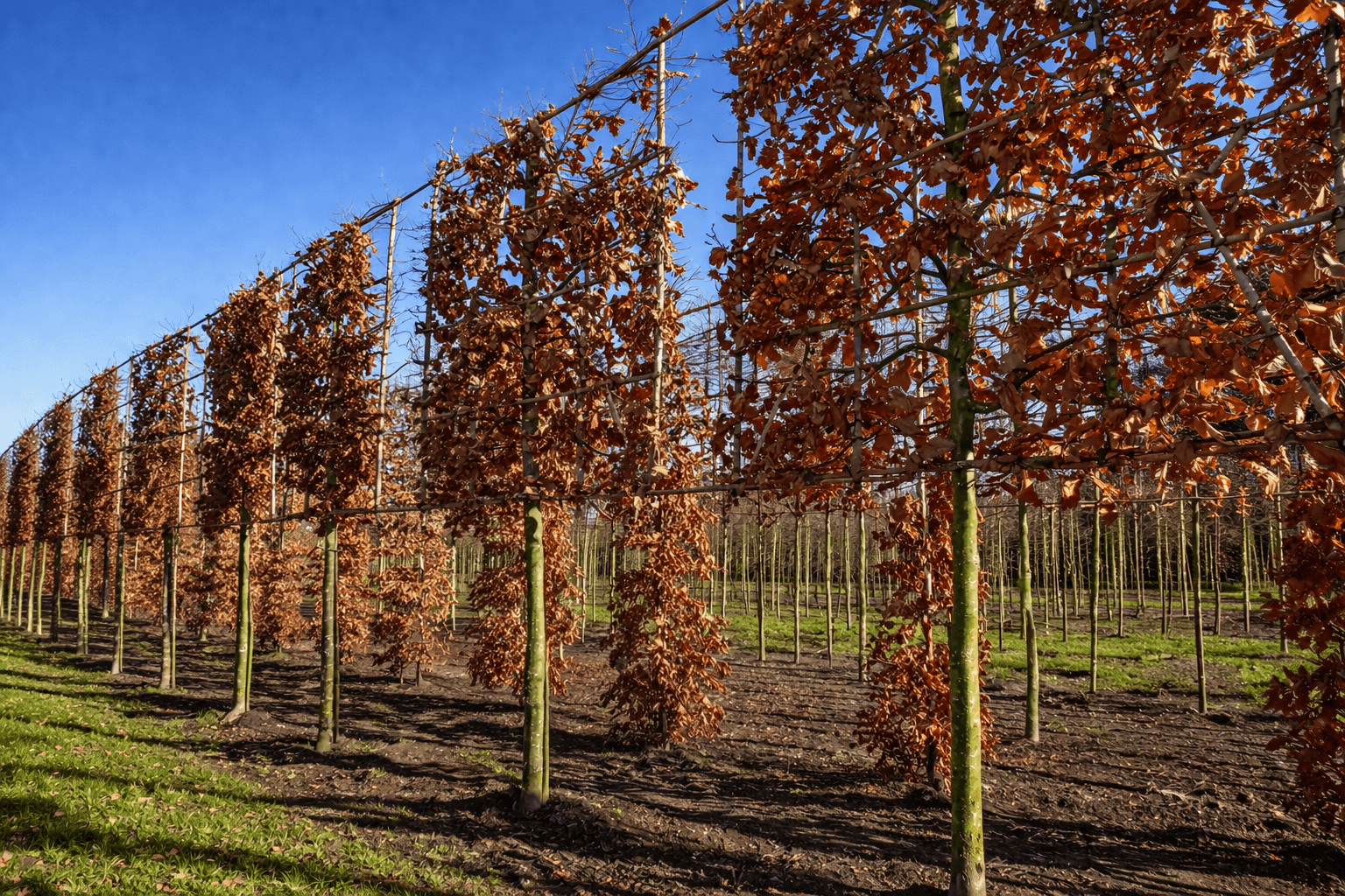 Pleached Purple Beech
