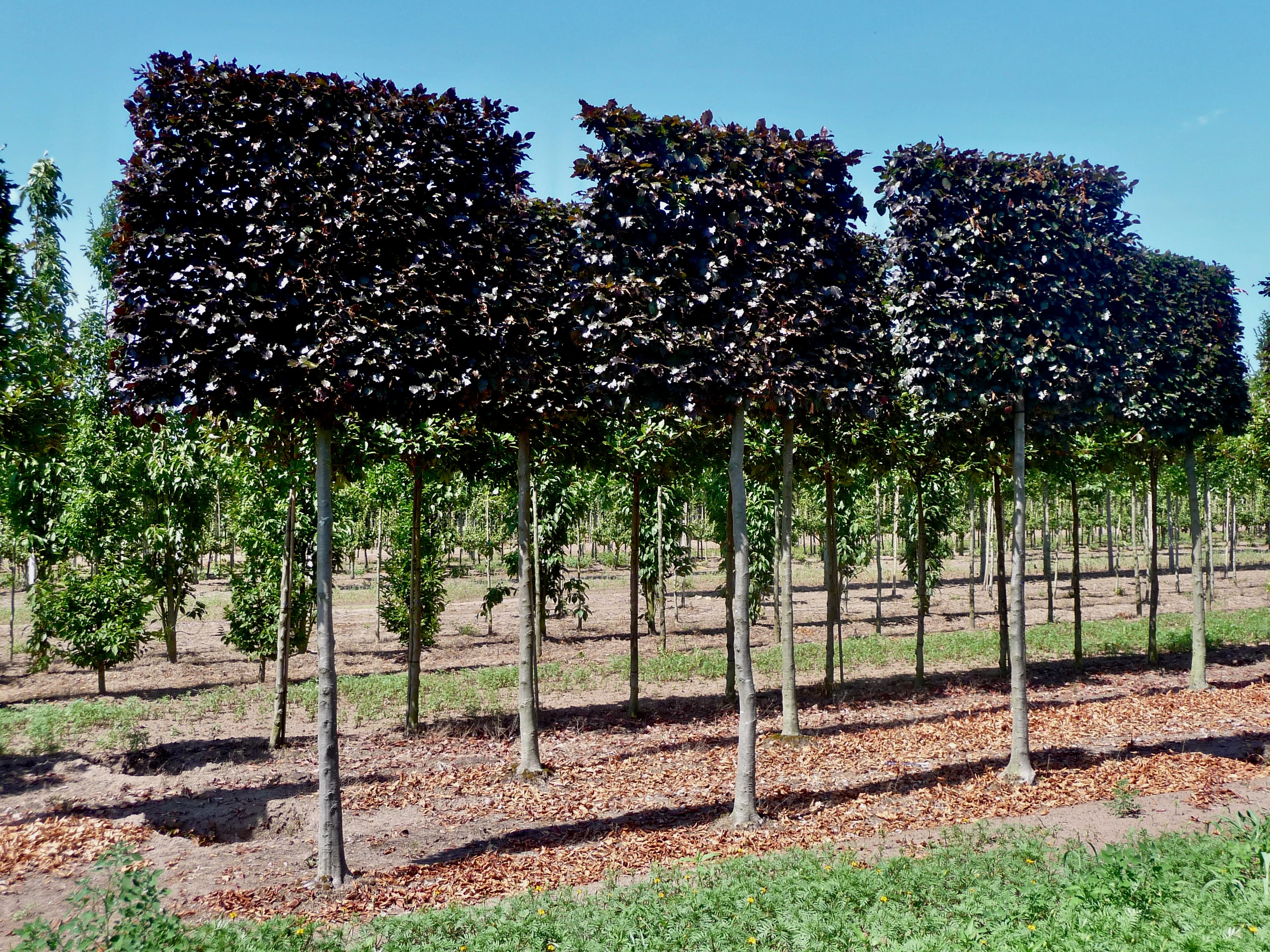 Pleached Purple Beech