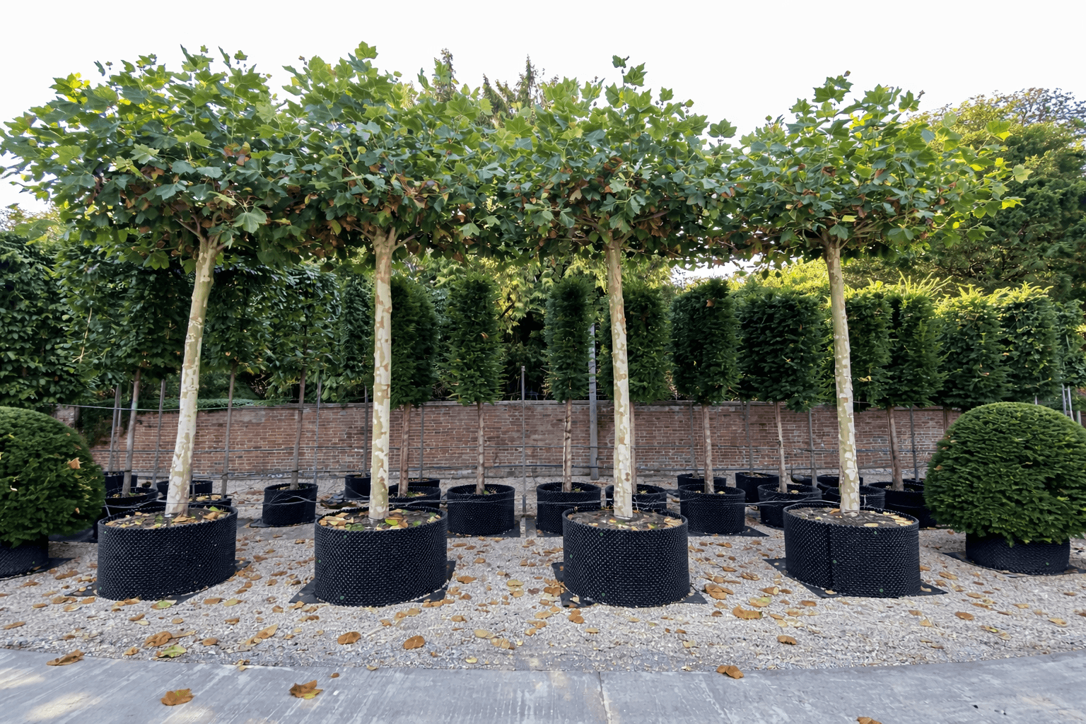 Tilia europaea ‘Pallida’ parasol tree