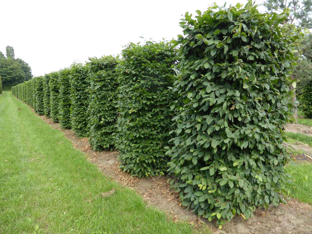 Pre-formed hedge plants ready for planting