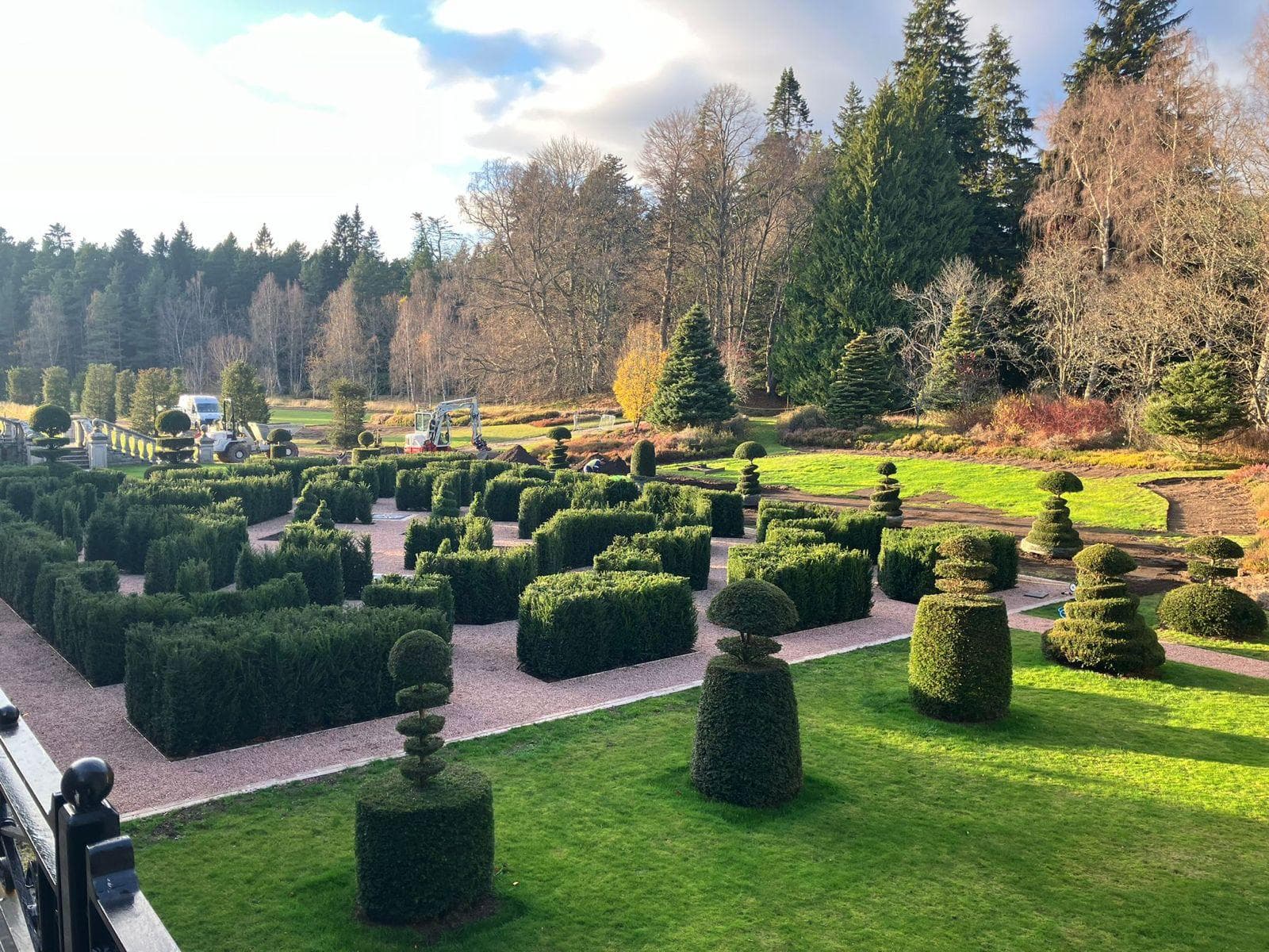 Mature hedging at Hedgeworx nursery