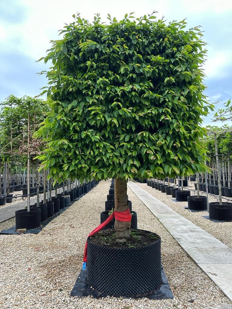 Box head trees at Hedgeworx nursery