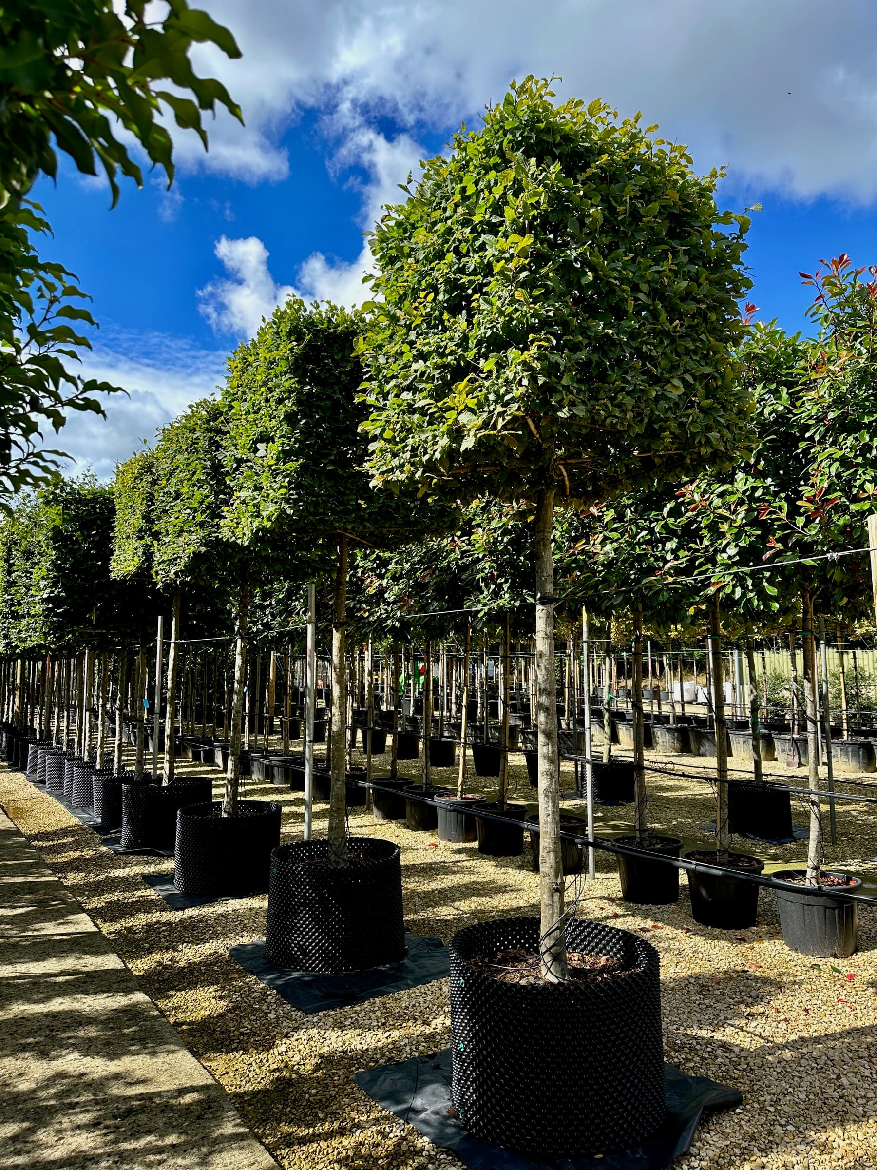Row of box head hornbeam trees in containers at the nursery