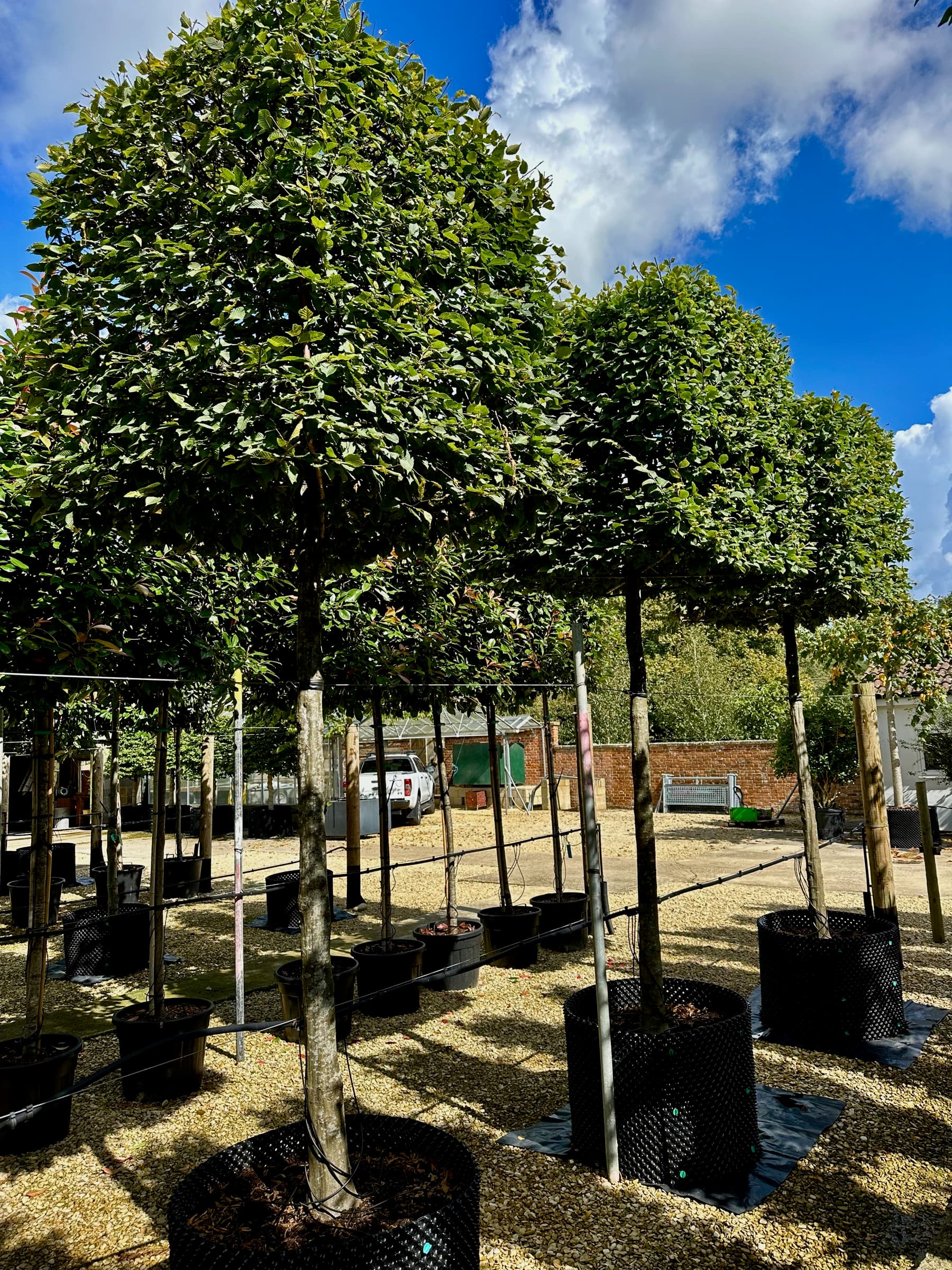 Box head trees in containers at the nursery