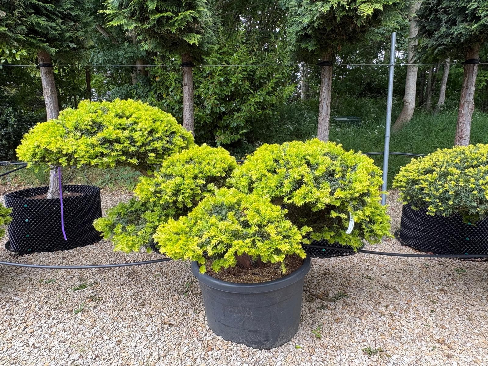 Cloud-pruned tree at Hedgeworx nursery