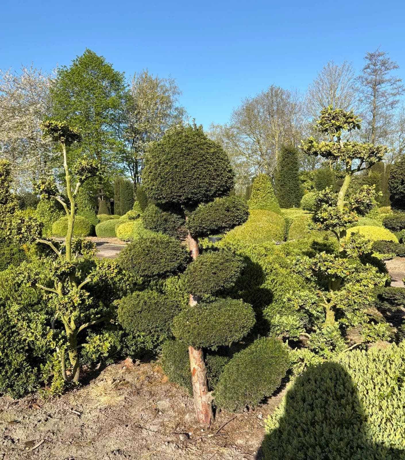 Cloud-pruned tree at Hedgeworx nursery