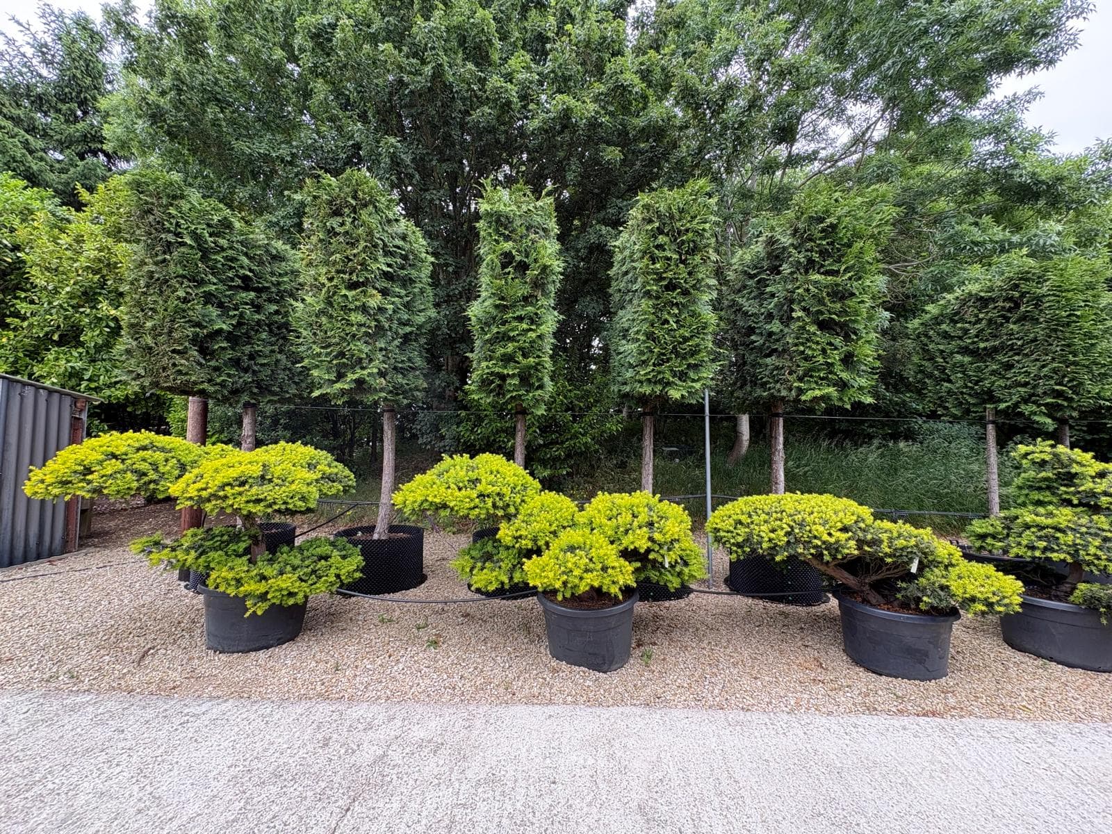 Cloud-pruned tree at Hedgeworx nursery