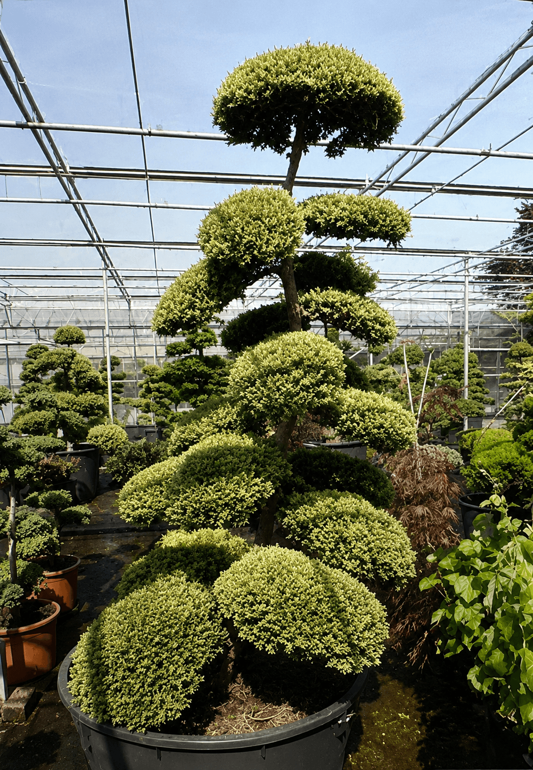 Cloud tree tiered specimen at nursery