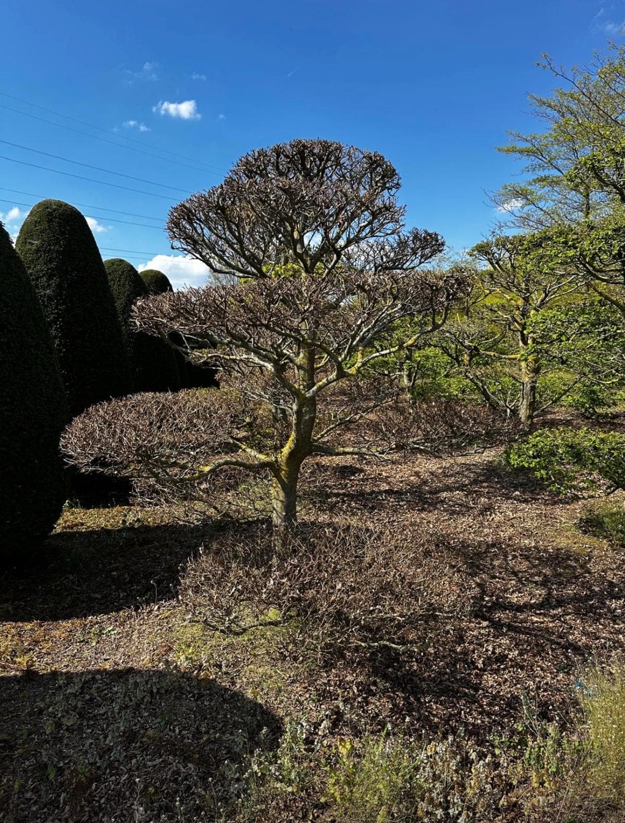 Mature cloud tree yew specimen portrait view