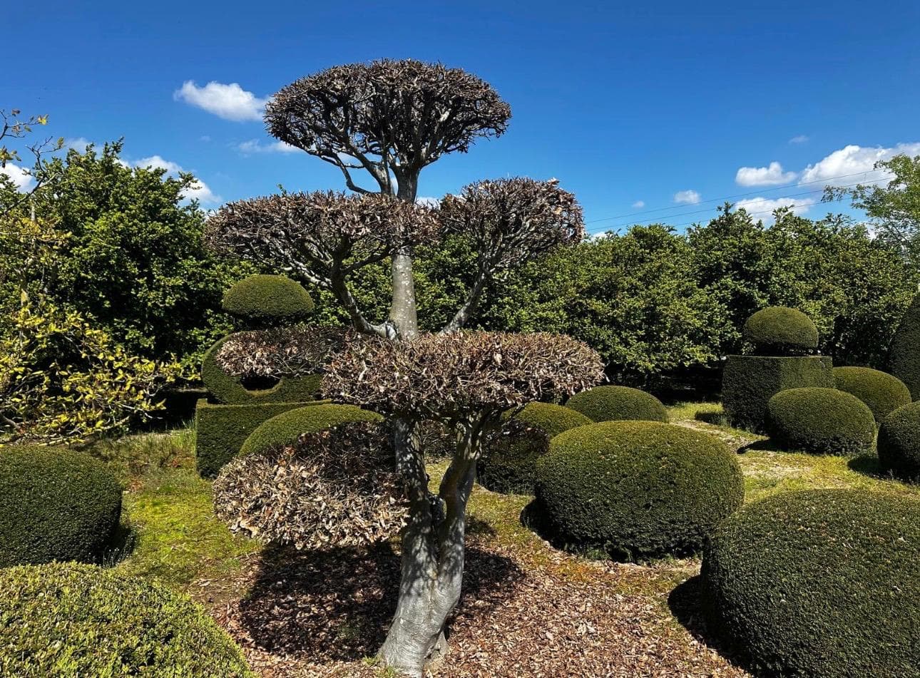 Cloud tree yew with sculpted pads in landscape