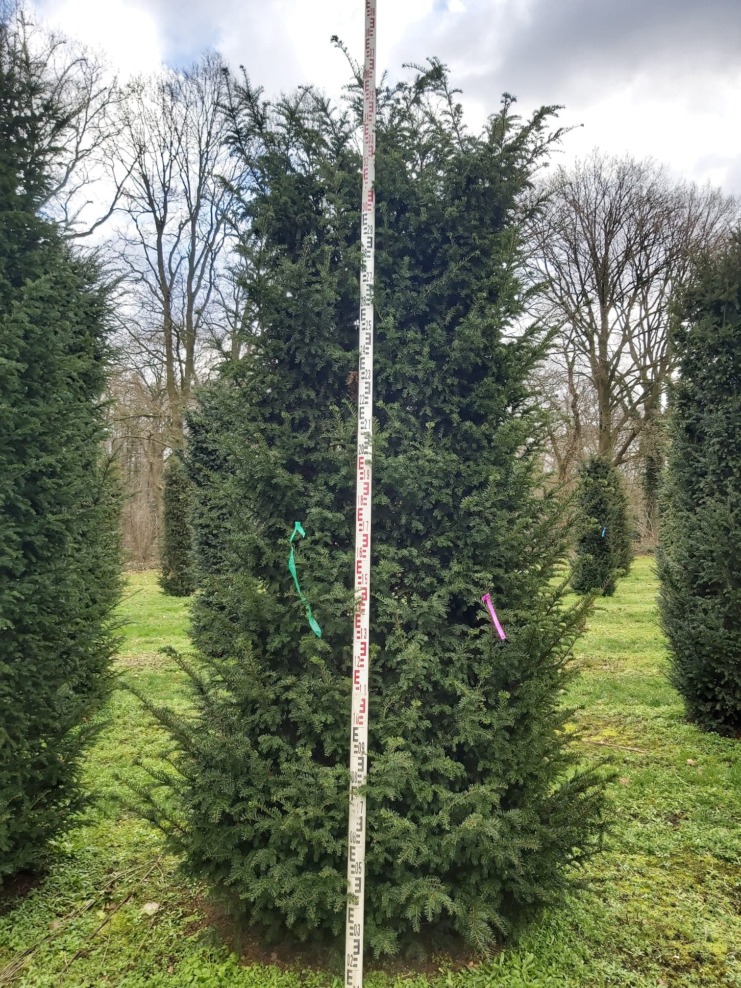 Hedging at Hedgeworx nursery