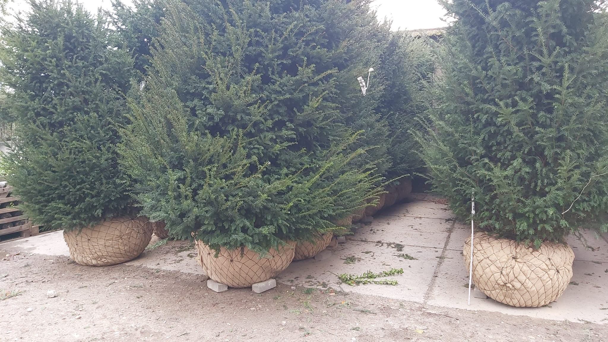 Hedging at Hedgeworx nursery
