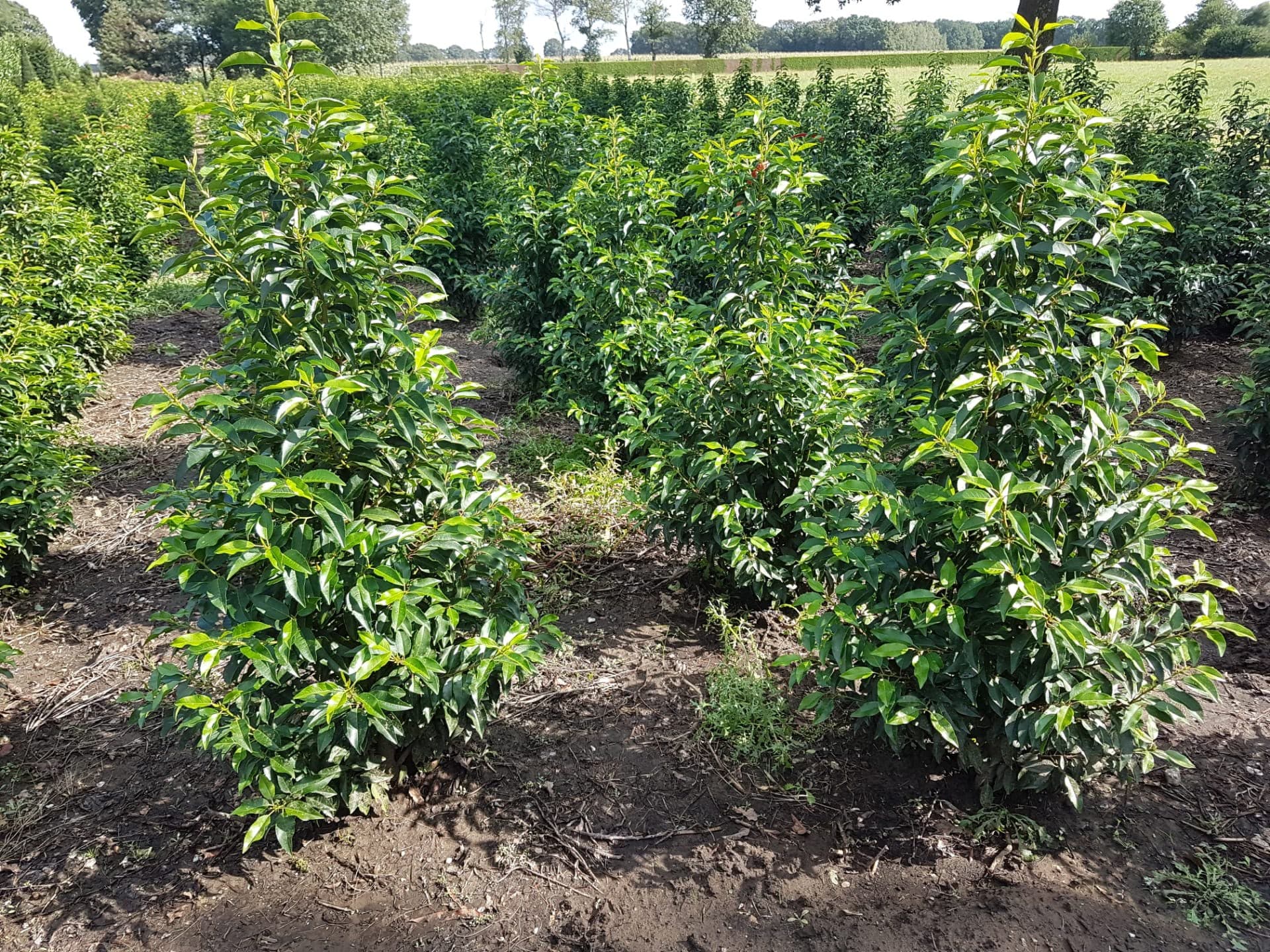 Hedging at Hedgeworx nursery