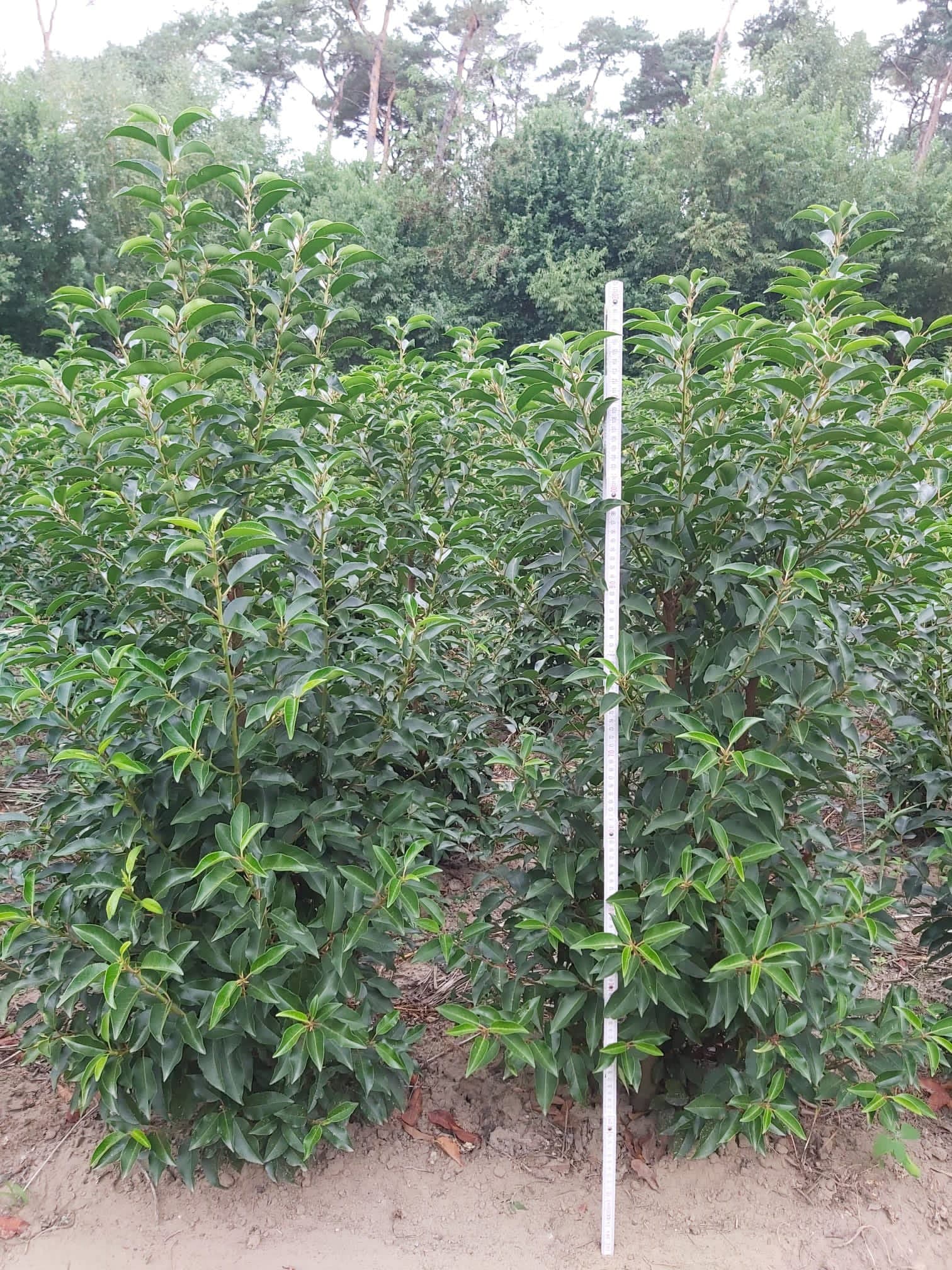 Hedging at Hedgeworx nursery
