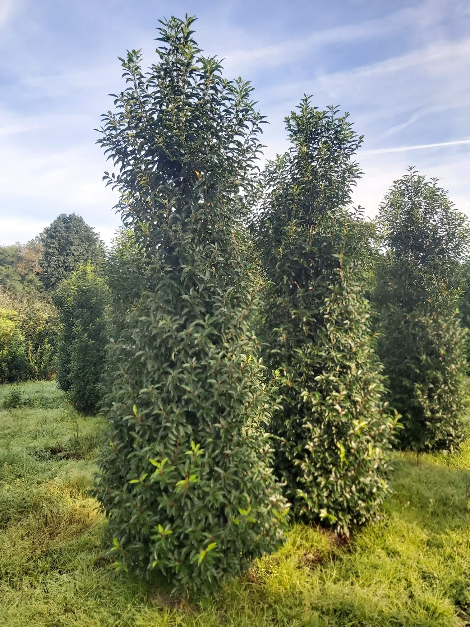 Hedging at Hedgeworx nursery