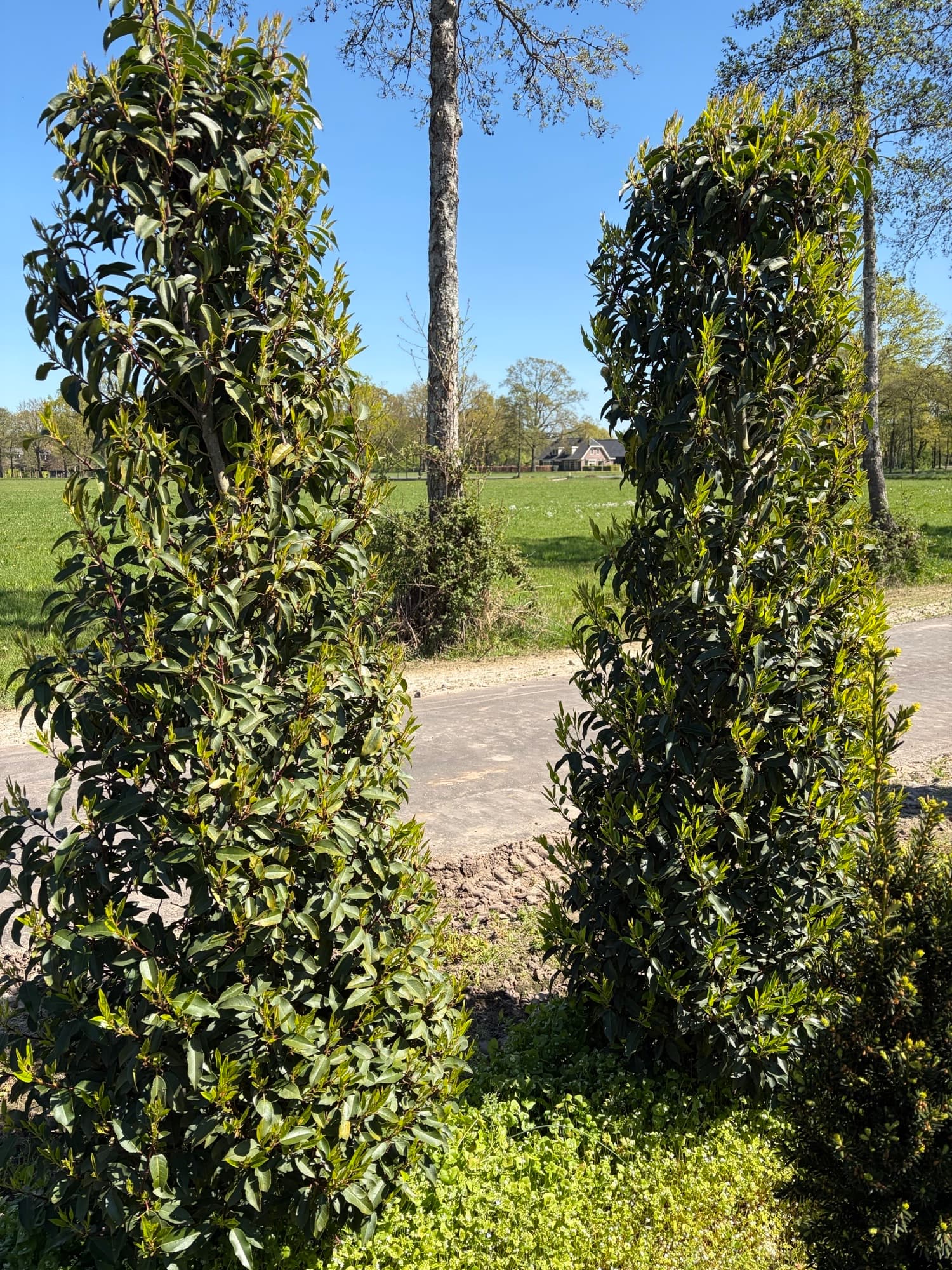 Prunus lusitanica ‘Angustifolia’ hedging