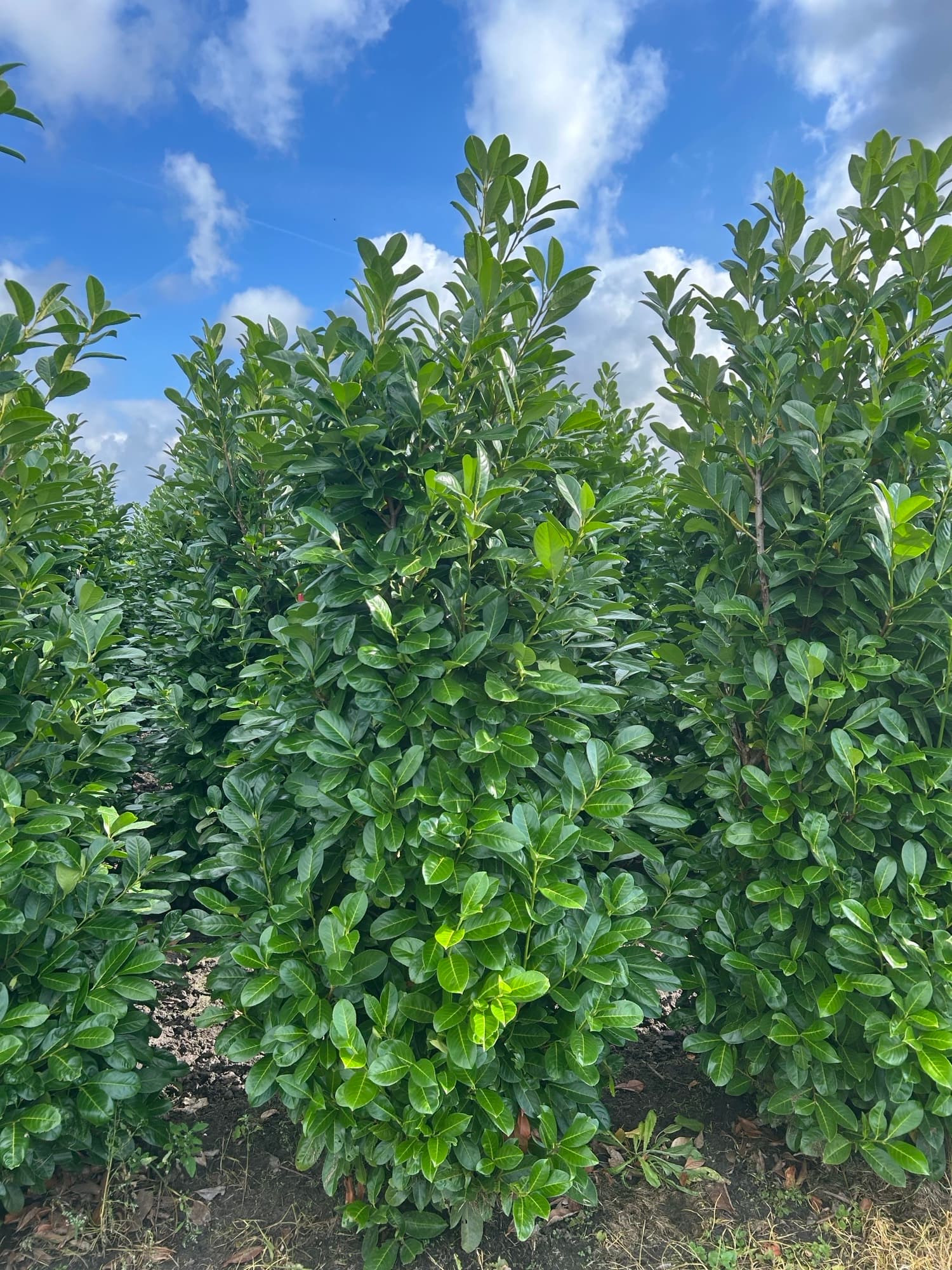 Prunus laurocerasus ‘Rotundifolia’ hedging 200-250cm