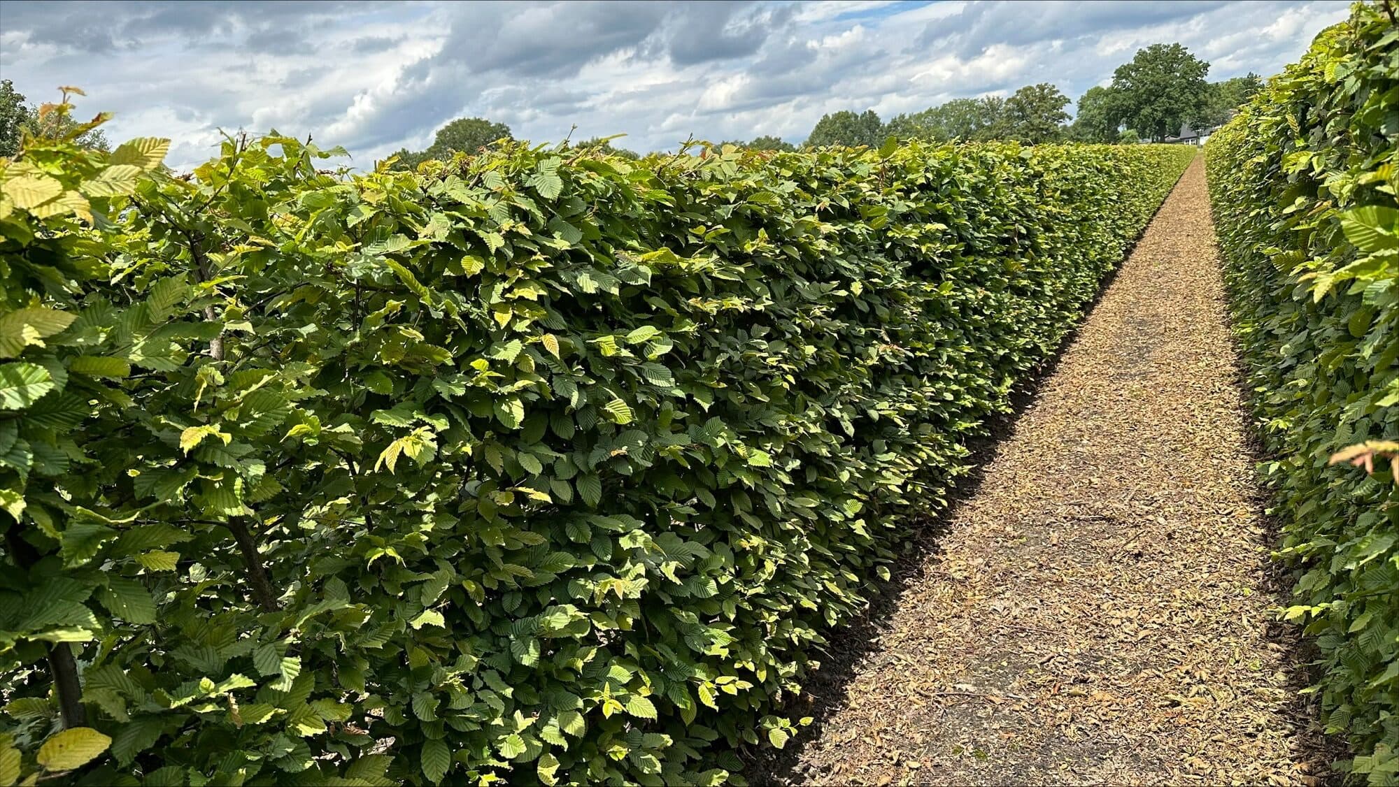 1 Carpinus Betulus 150cm