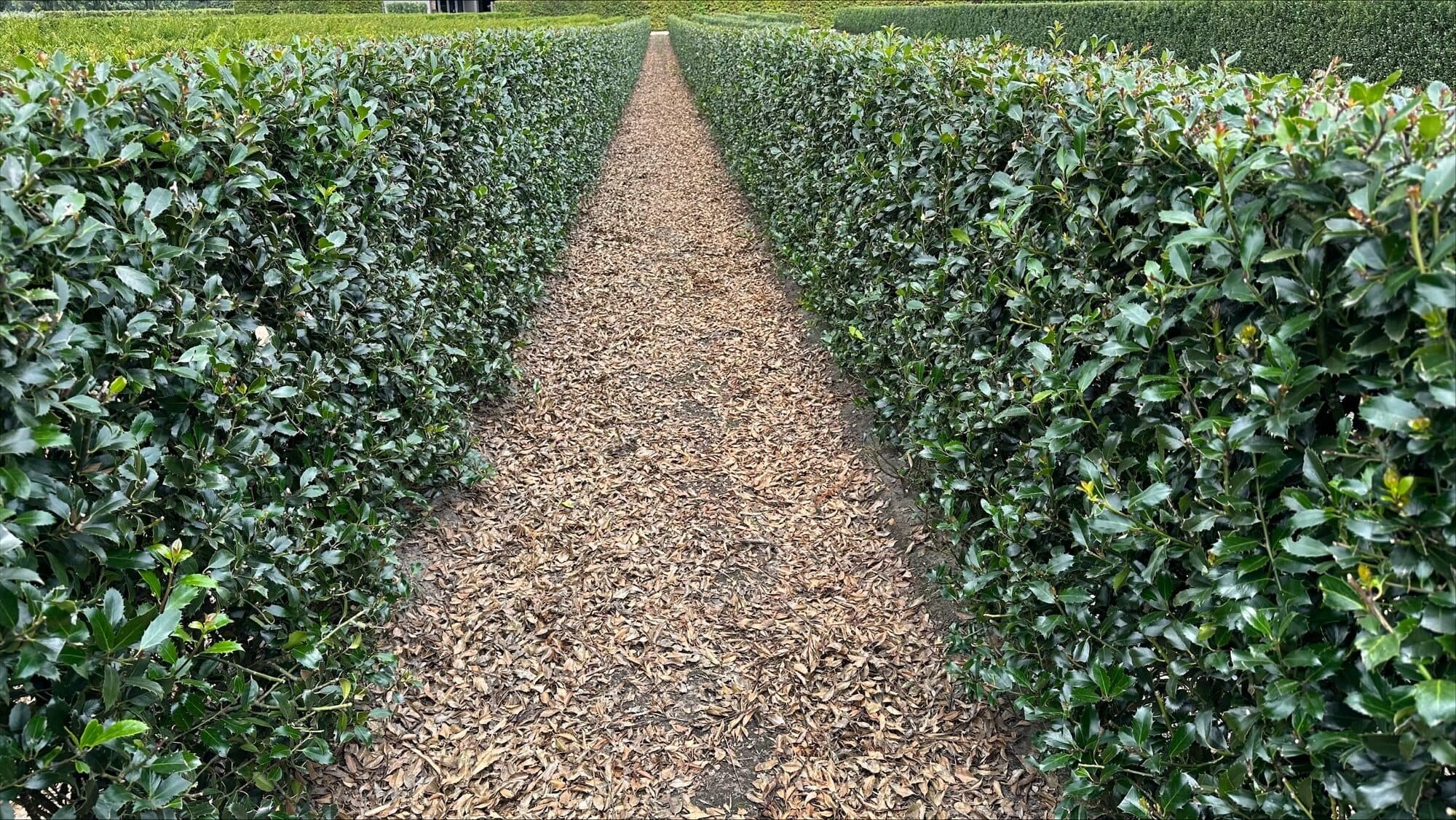 2 Ilex meservea Heckenpracht 120cm