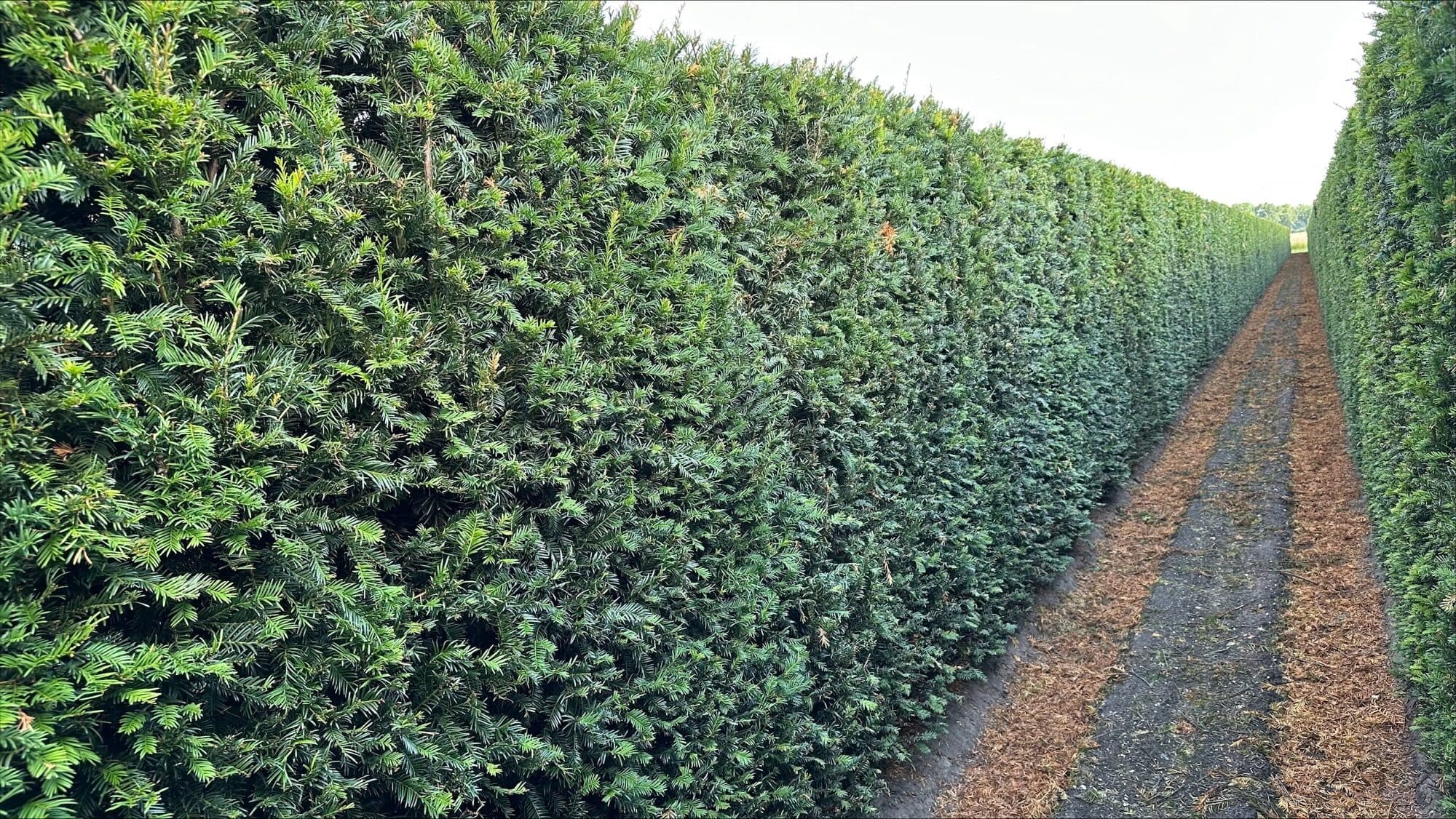 3 Taxus baccata 200cm