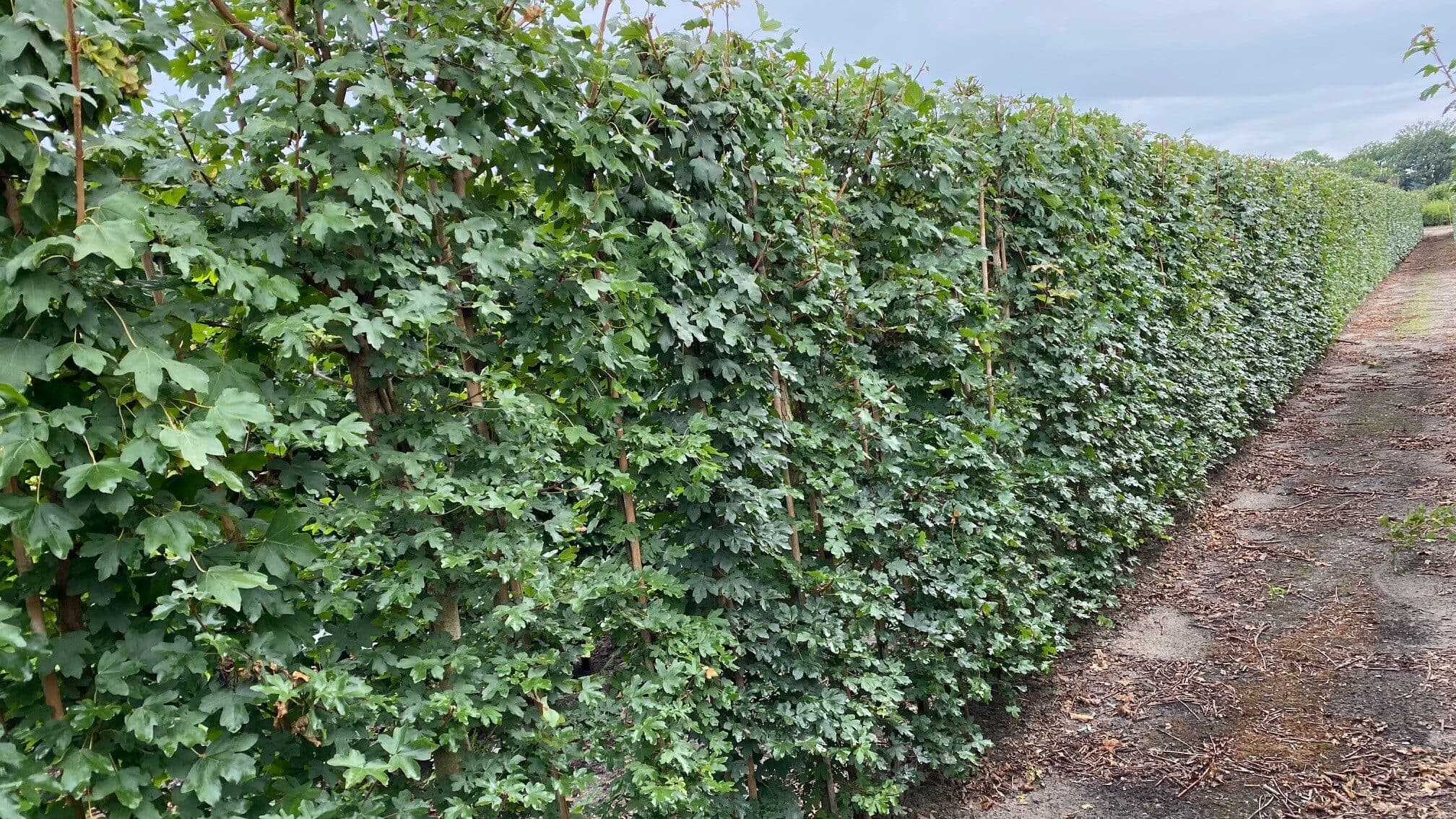 Acer campestre 100x40x200cm 10082021