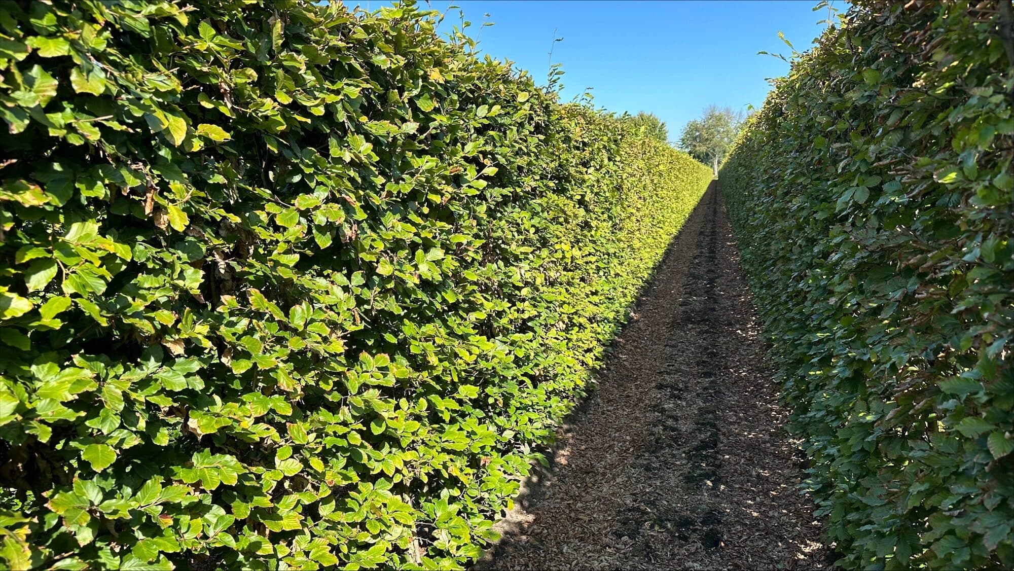 Fagus sylvatica 200cm (1.1)