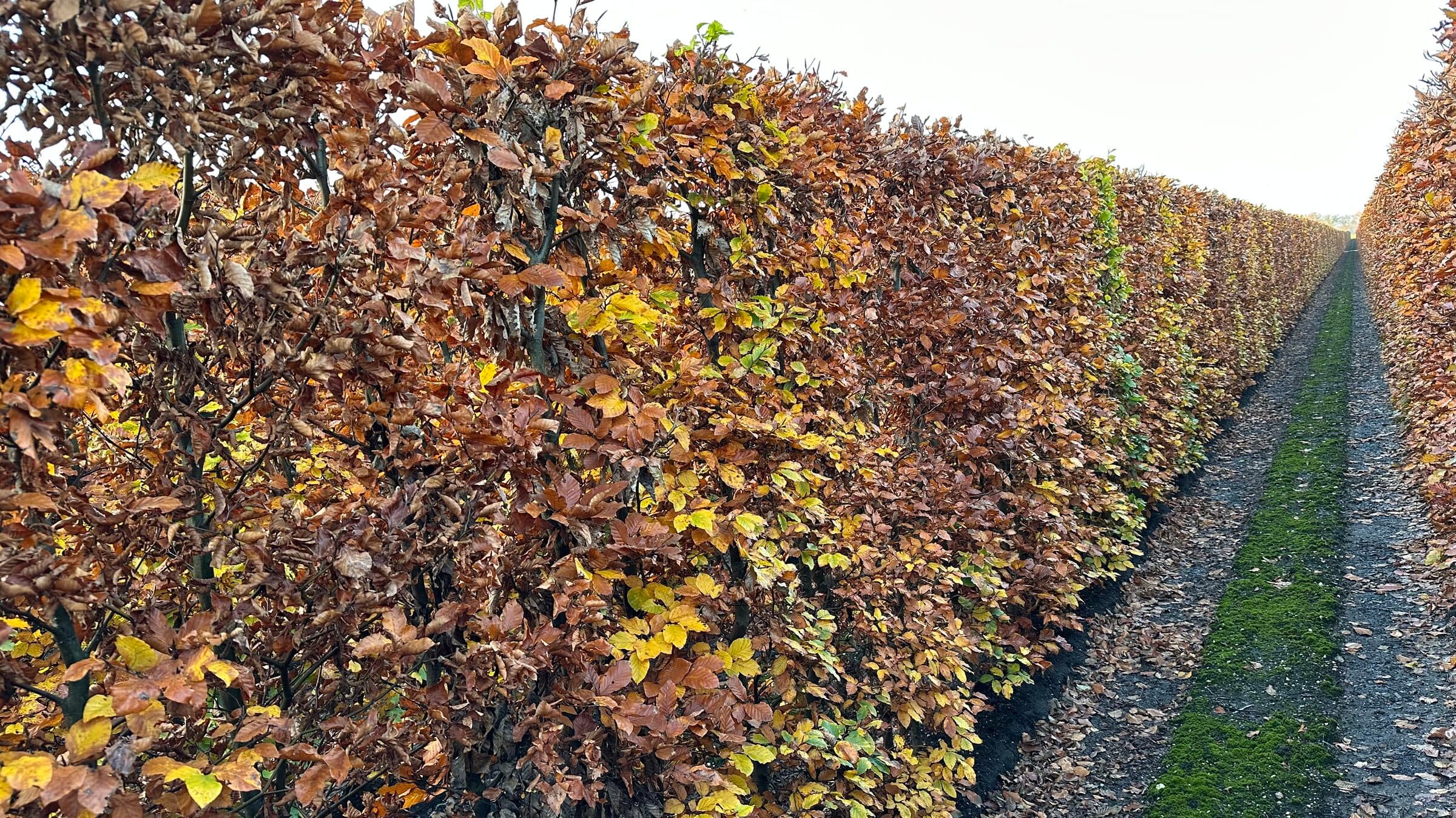 Fagus sylvatica 200cm