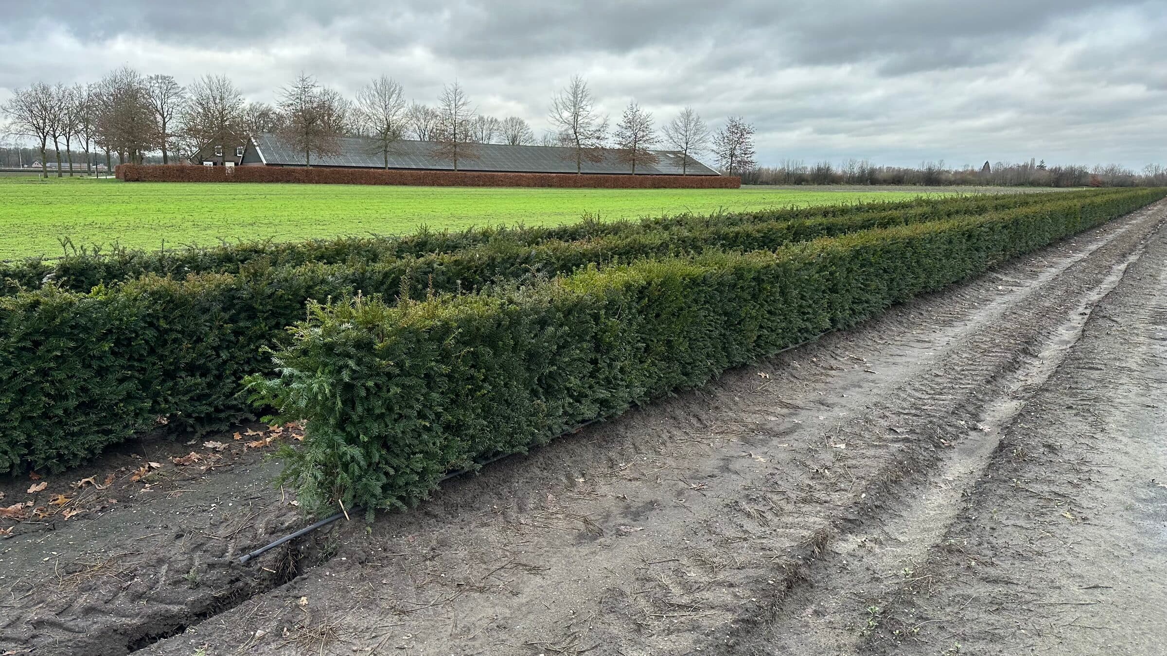 Hedging plant at Hedgeworx nursery