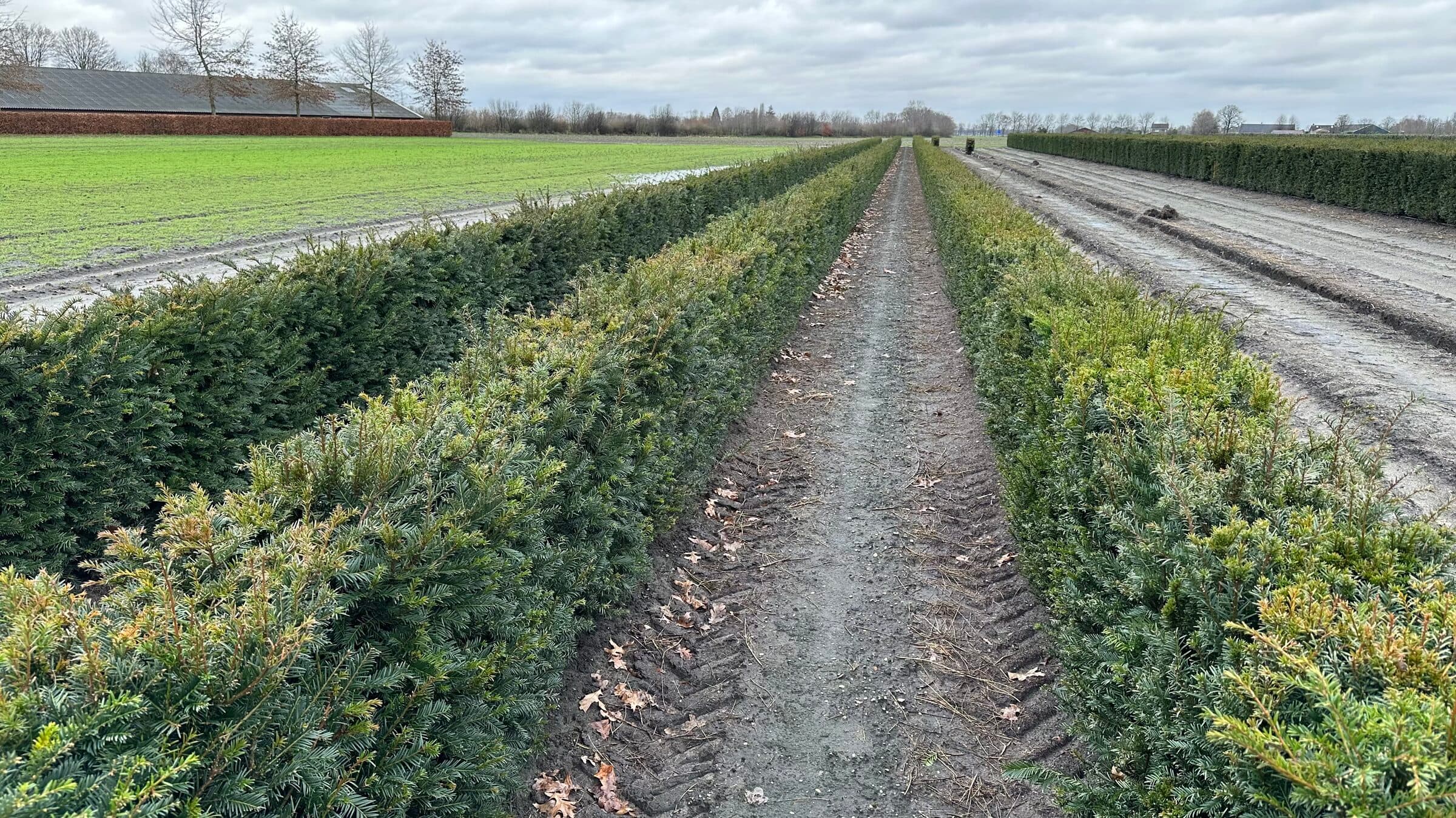 Hedging plant at Hedgeworx nursery