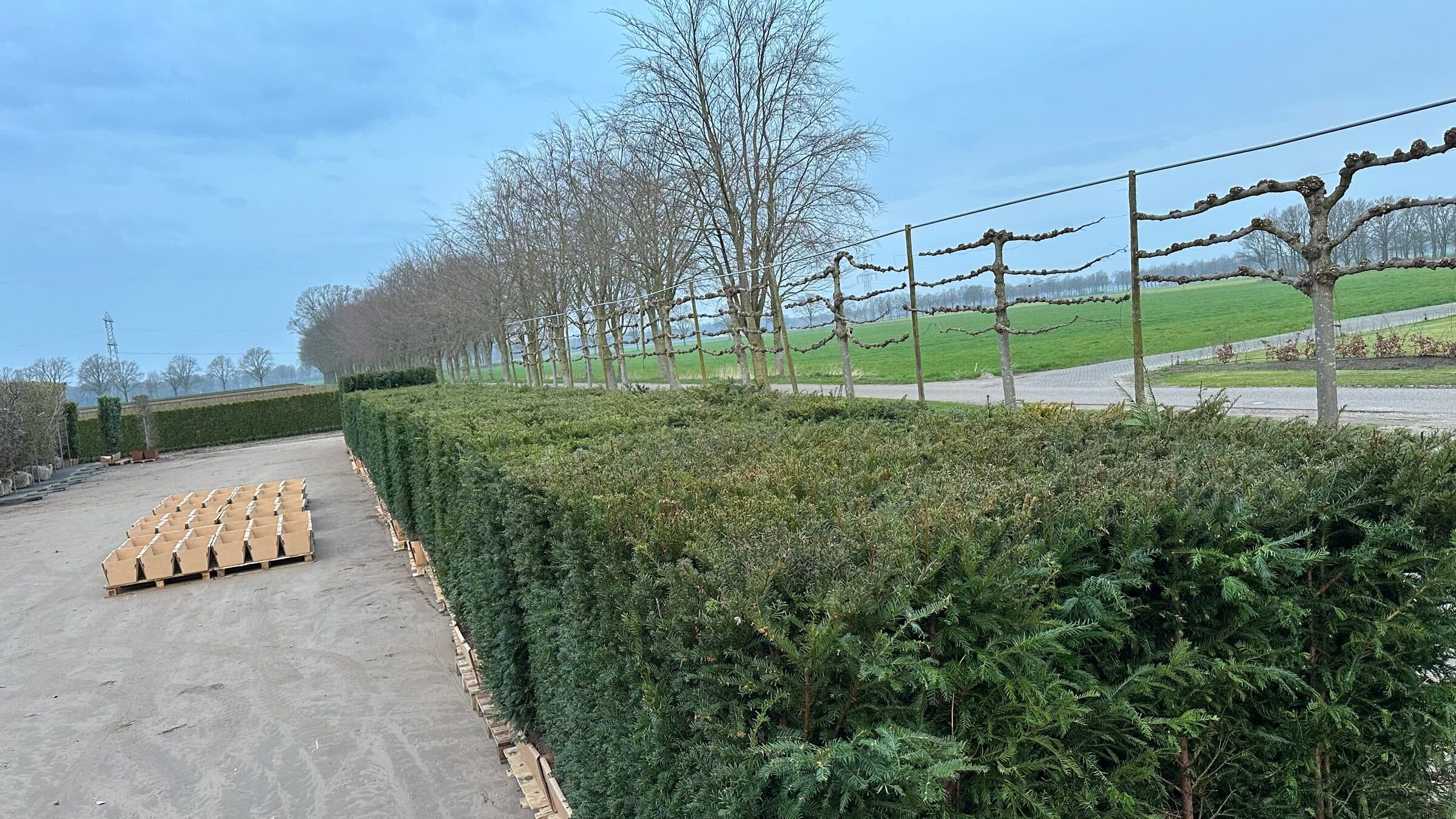 Hedging plant at Hedgeworx nursery