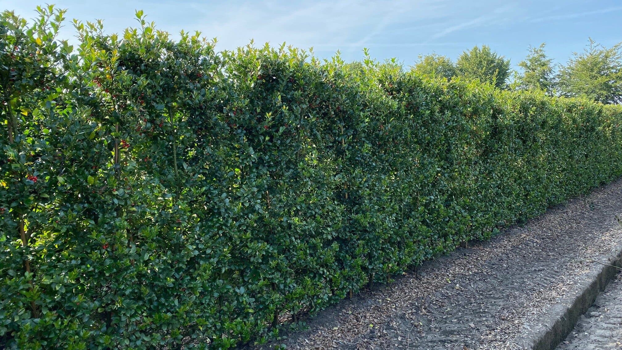 Ilex mes. Blue Maid 07092021
