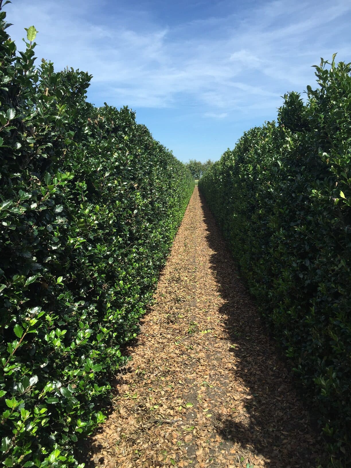 Ilex mes. Blue Prince 200cm (1)