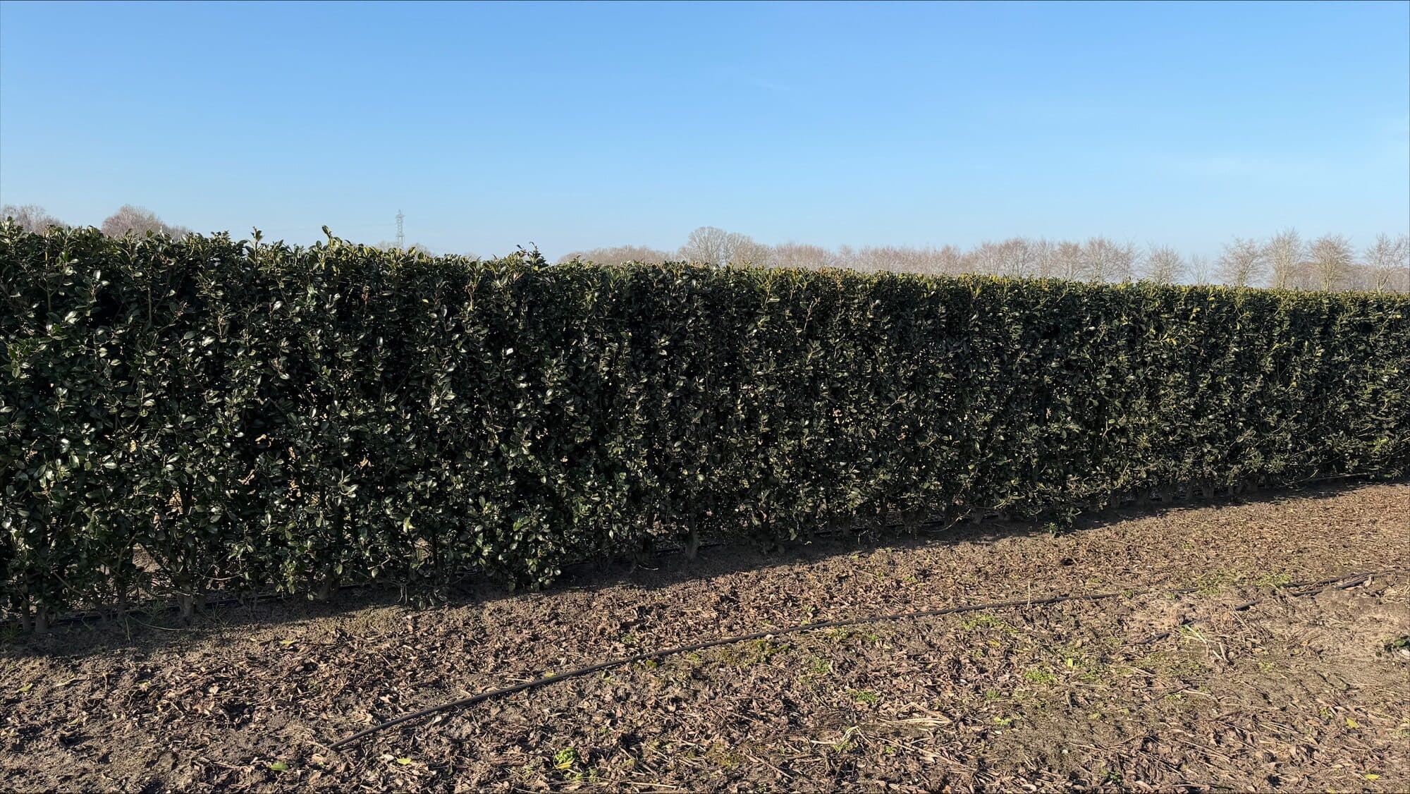 Ilex meserveae Heckenpracht 150cm 1.1