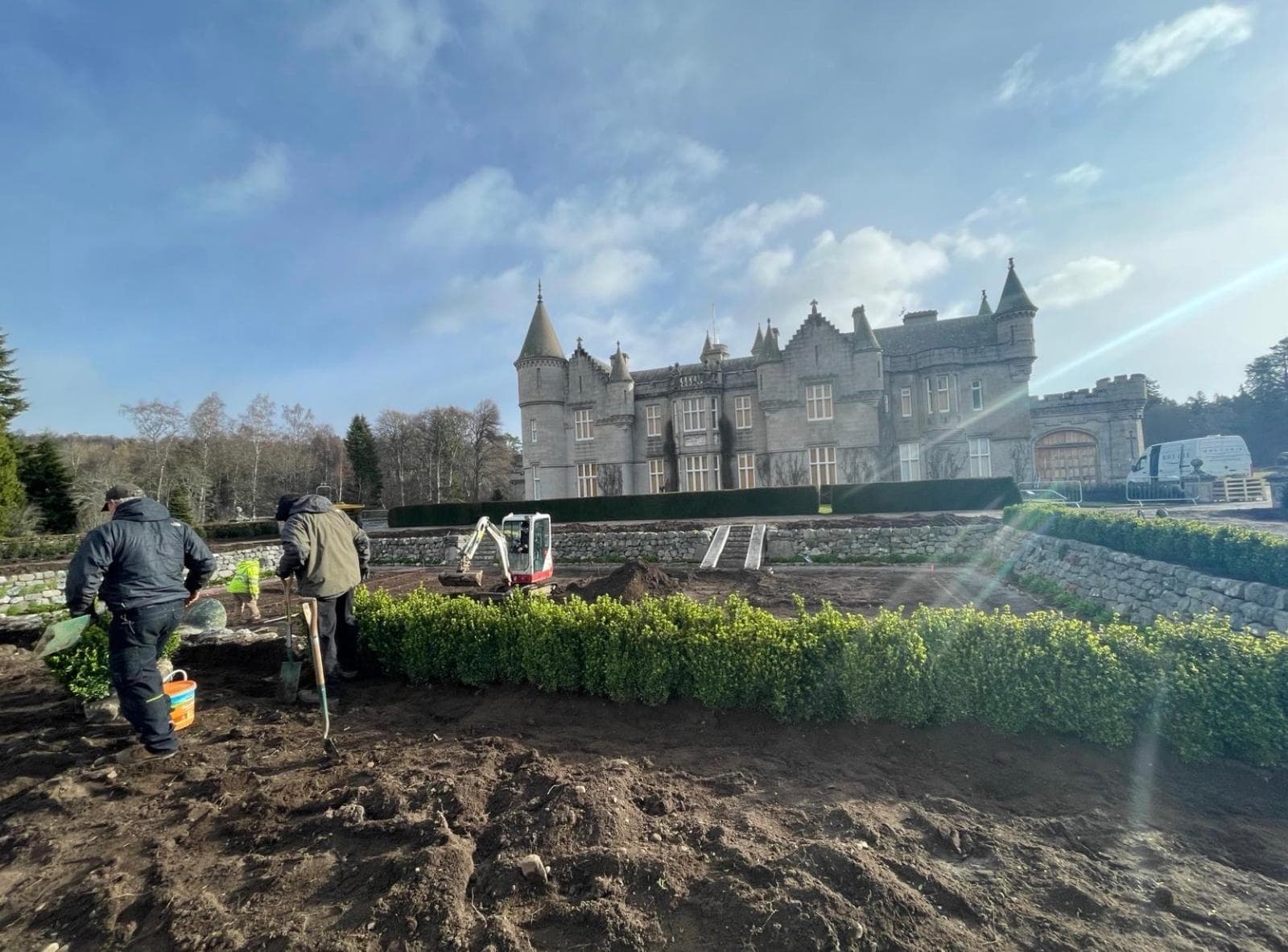 Mature hedging row at Hedgeworx nursery