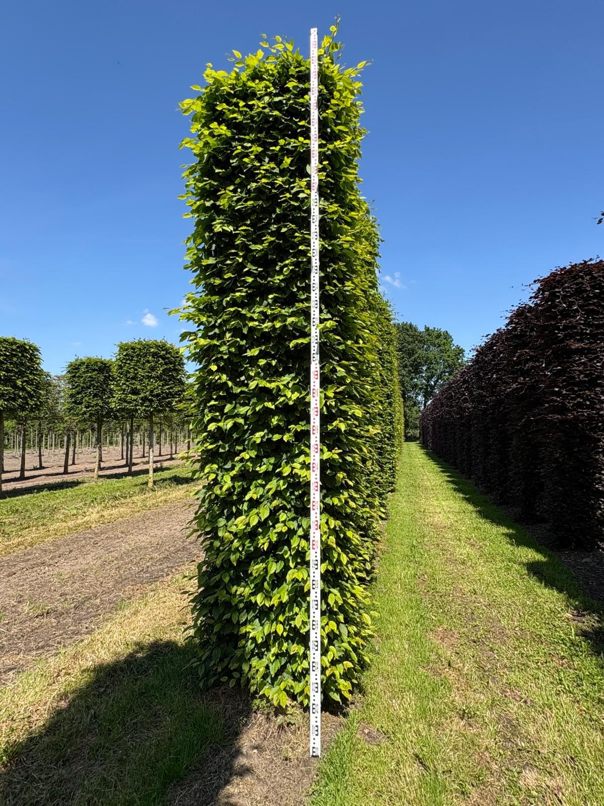 Hedging plants at Hedgeworx nursery