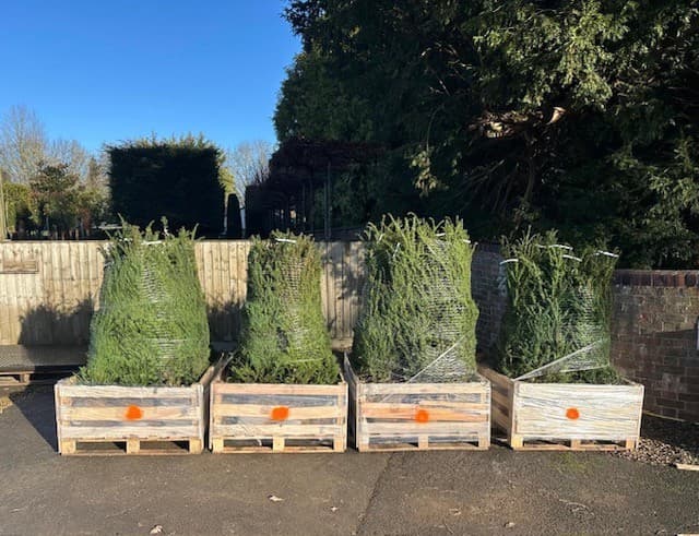 Hedging plants crated for delivery