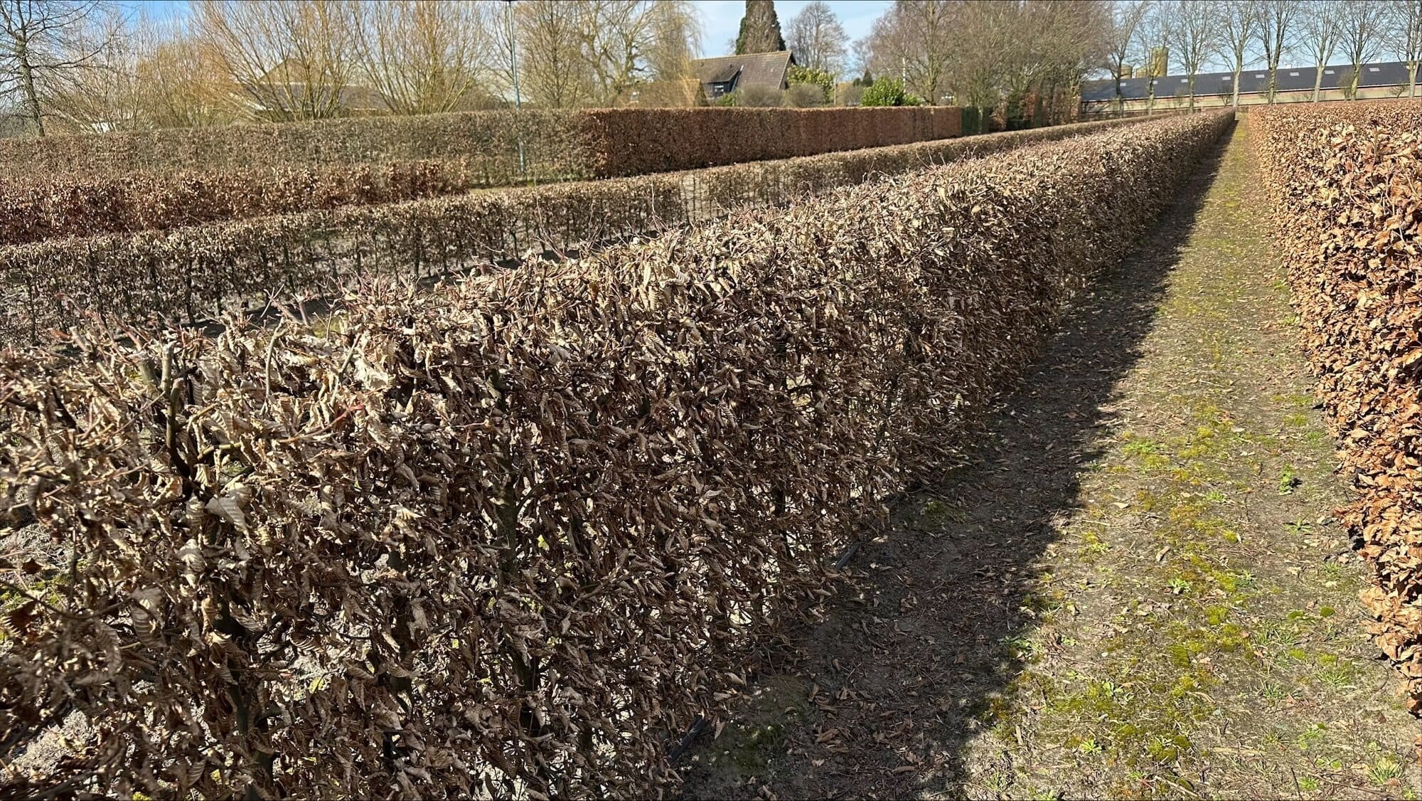 Carpinus betulus (Hornbeam) hedge in winter foliage