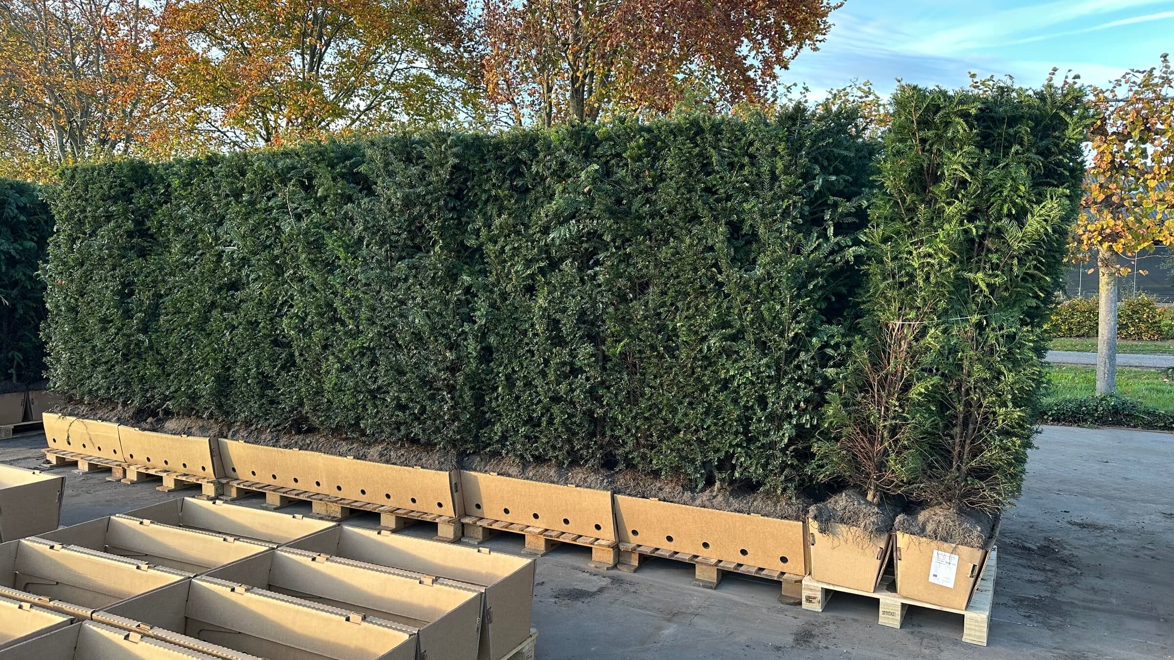 Instant hedge elements at Hedgeworx nursery