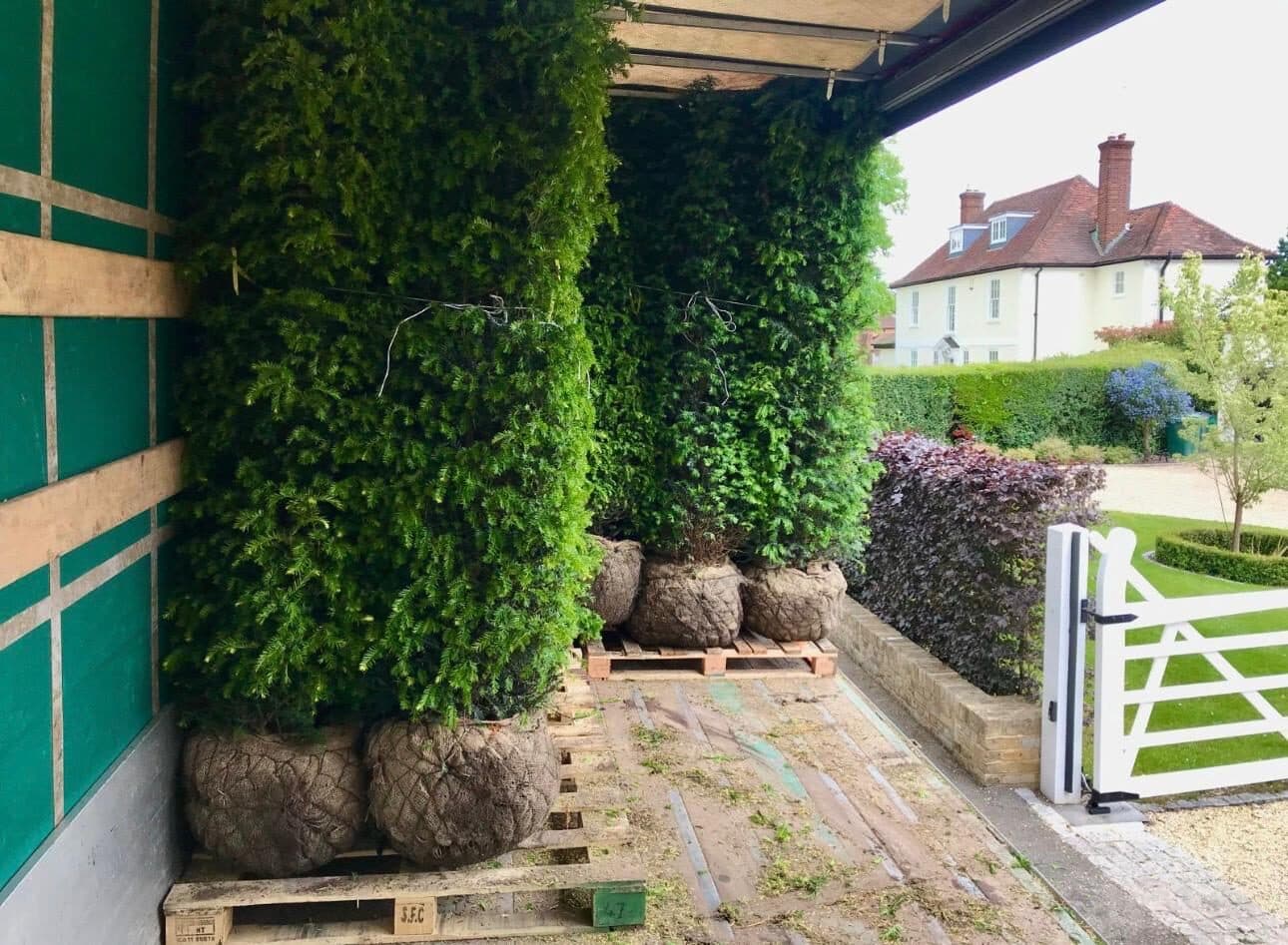 Rootballed instant hedge elements on pallets, ready for delivery