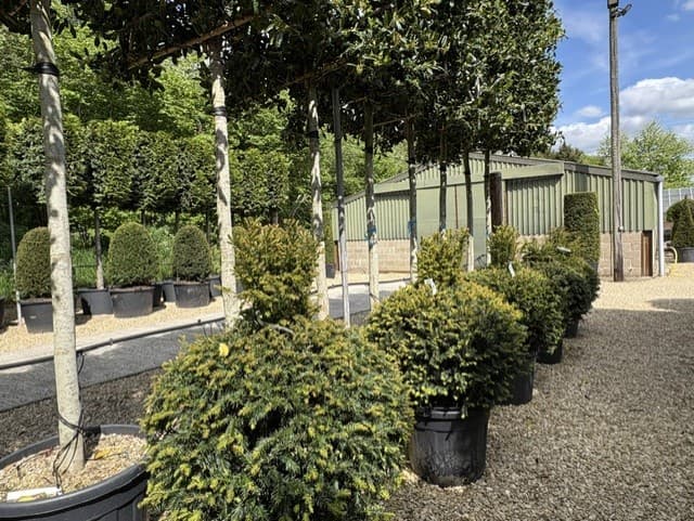 Low topiary forms on nursery display