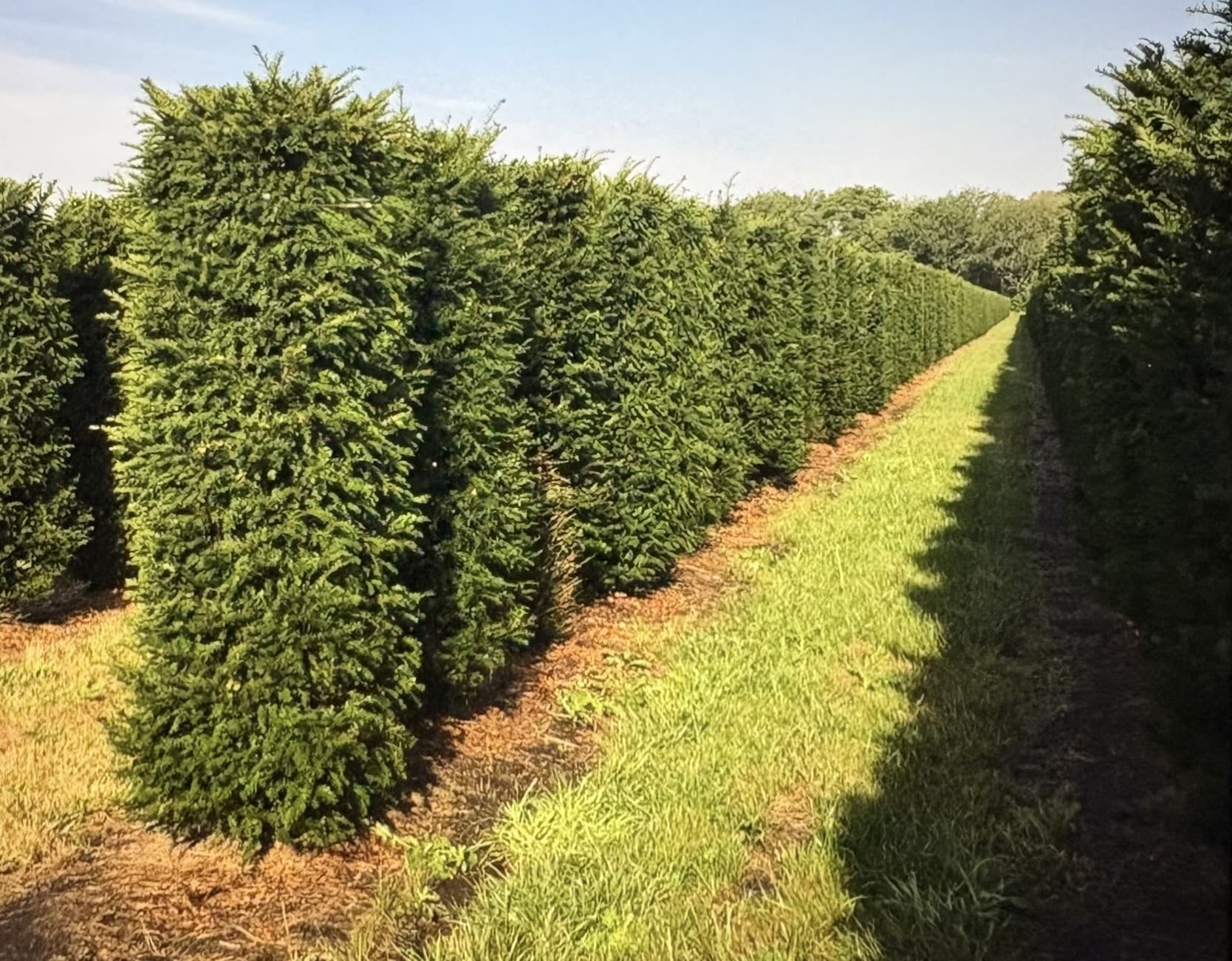 Mature hedging rows at Hedgeworx nursery