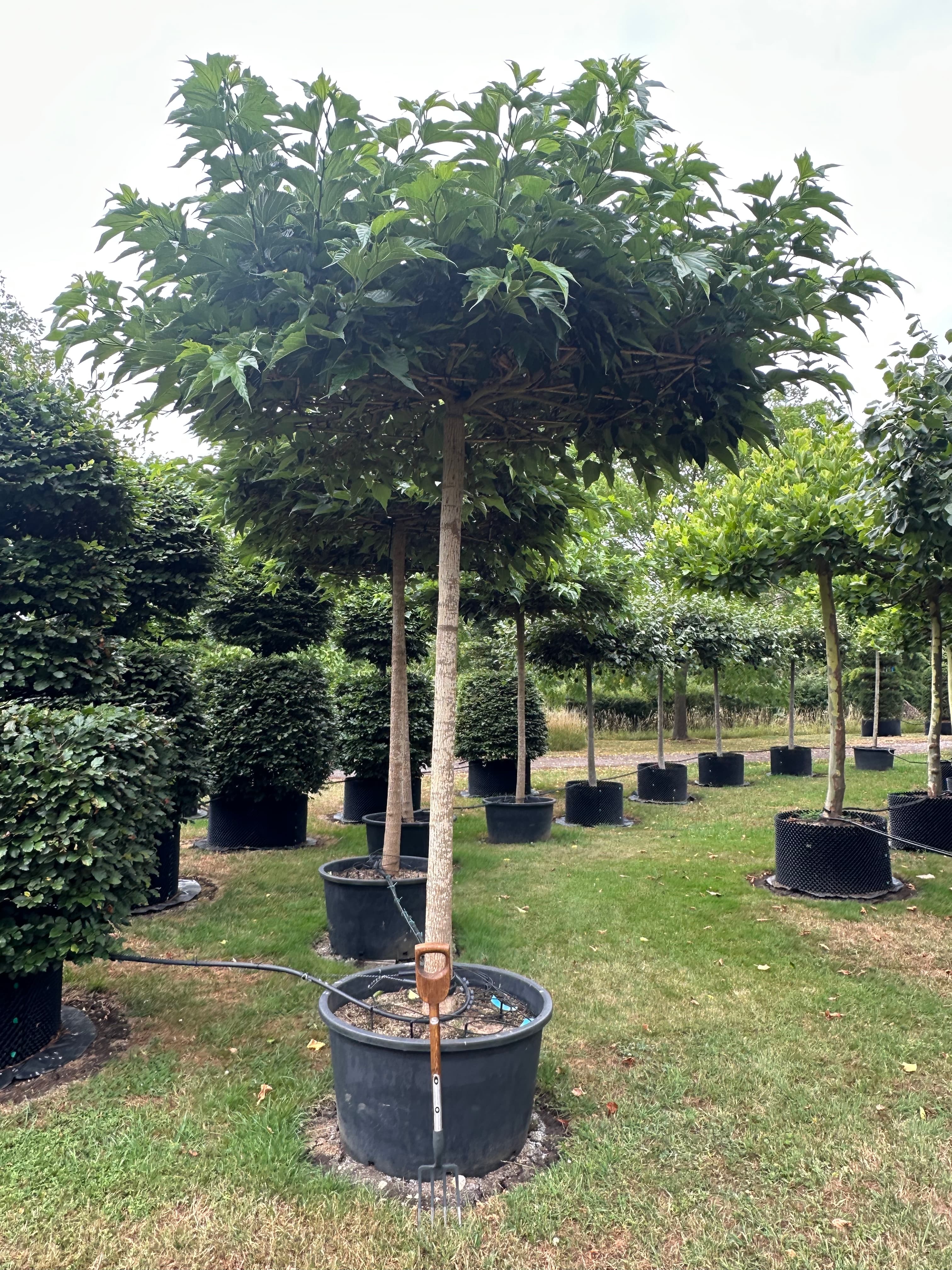 Morus alba Macrophylla parasol (roof) tree at Hedgeworx nursery