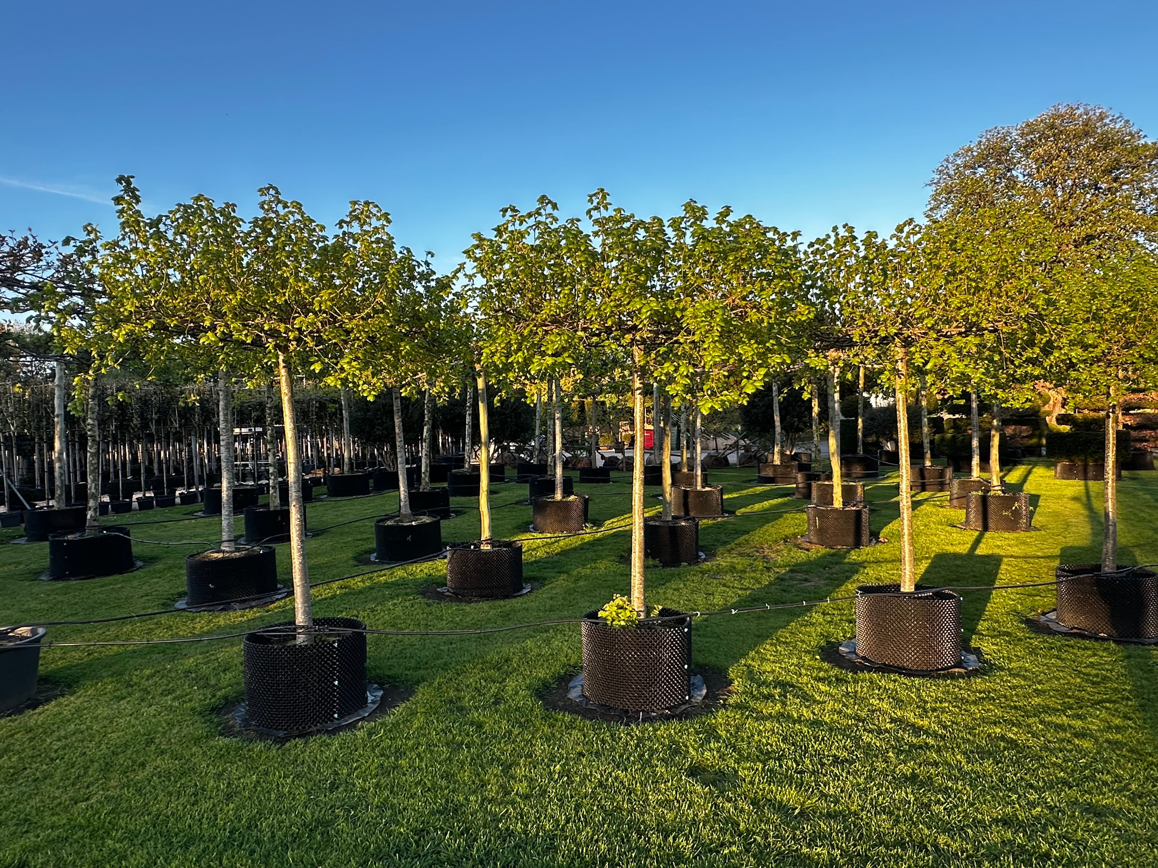 Parasol tree at Hedgeworx nursery