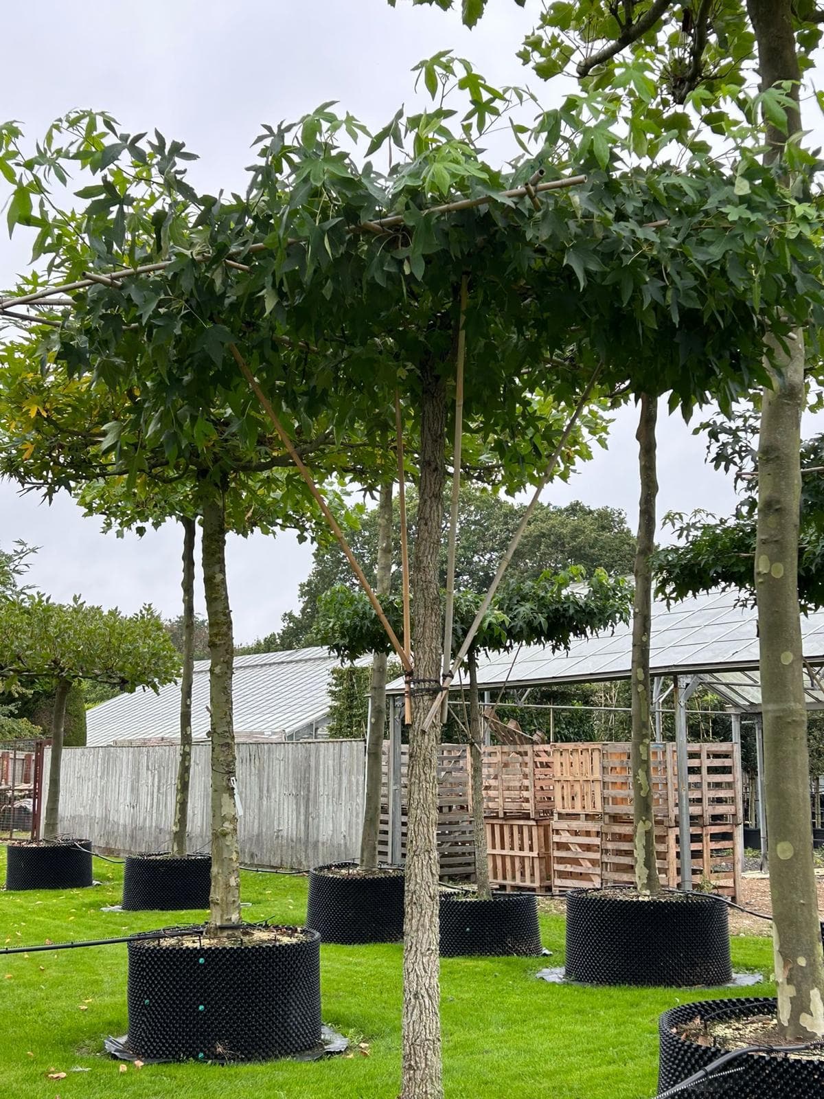 Row of parasol Liquidambar trees on nursery lawn with greenhouse behind