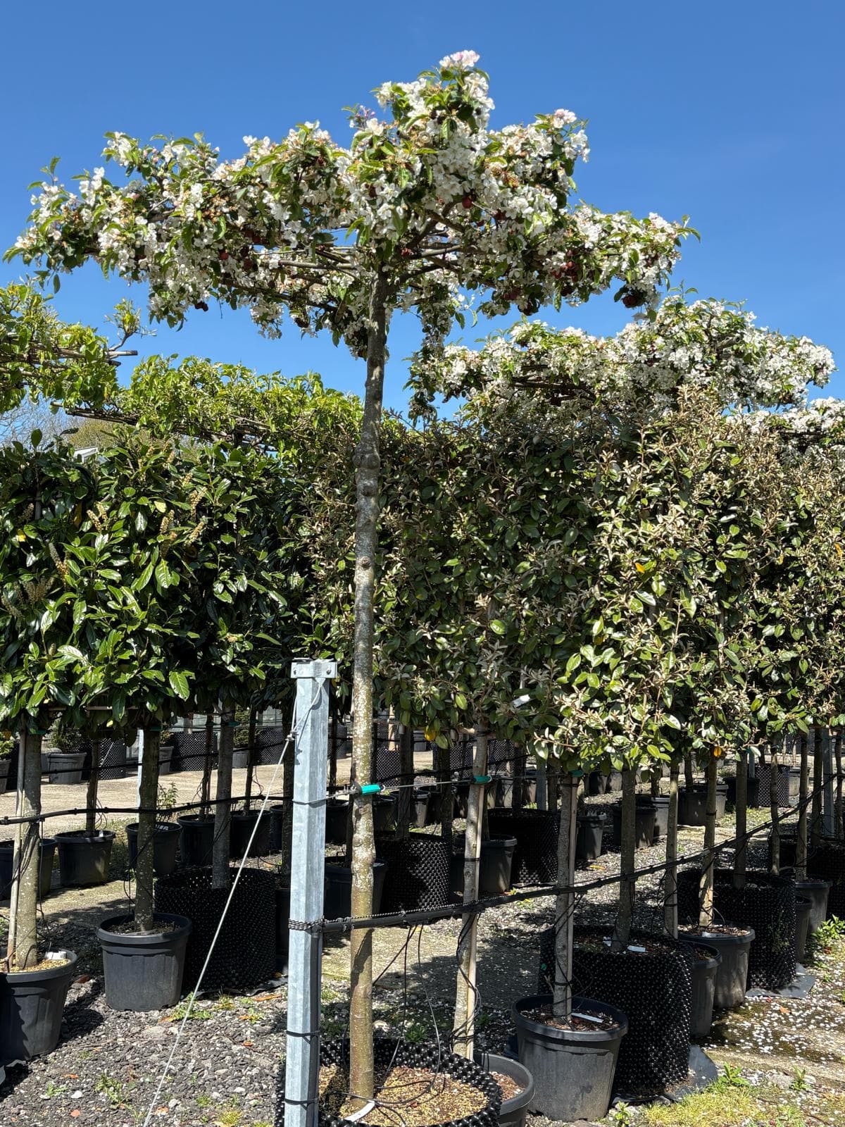 Parasol Malus Red Sentinel full tree in blossom at nursery
