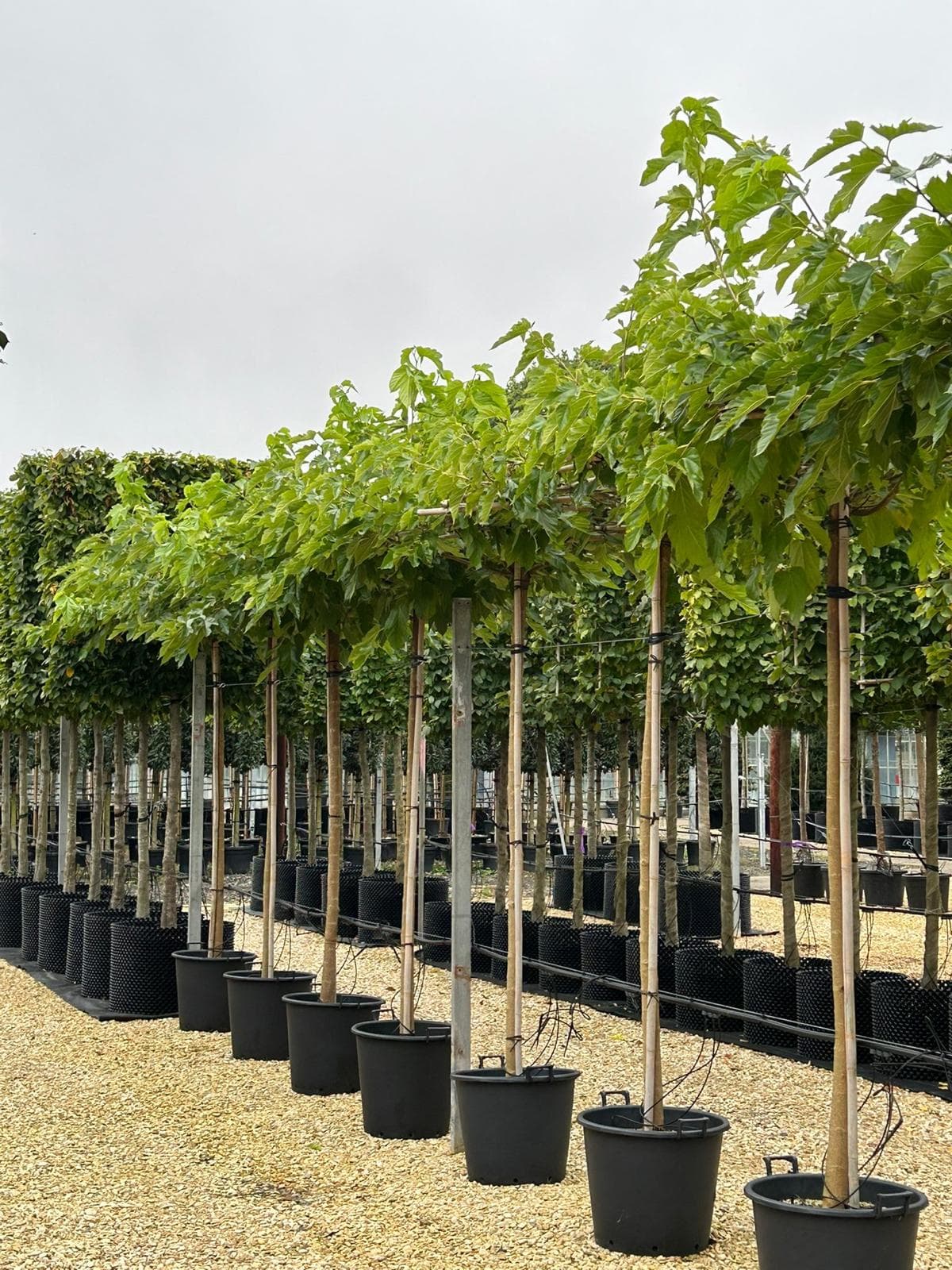 Rows of parasol Morus (Mulberry) trees at container nursery on gravel